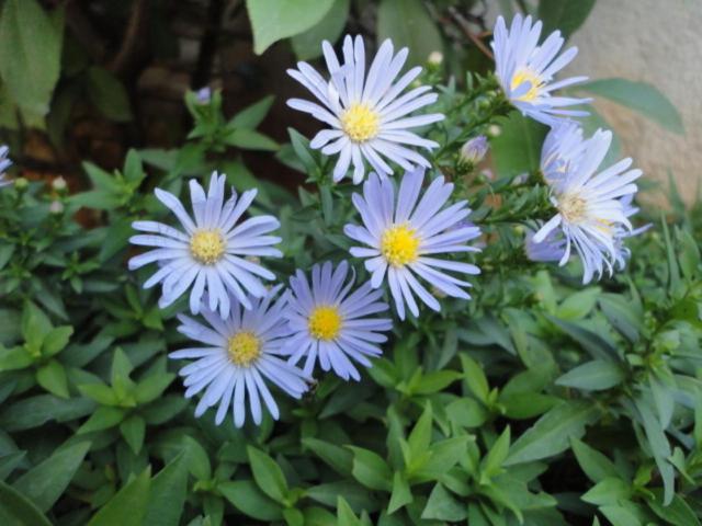 Photo 71