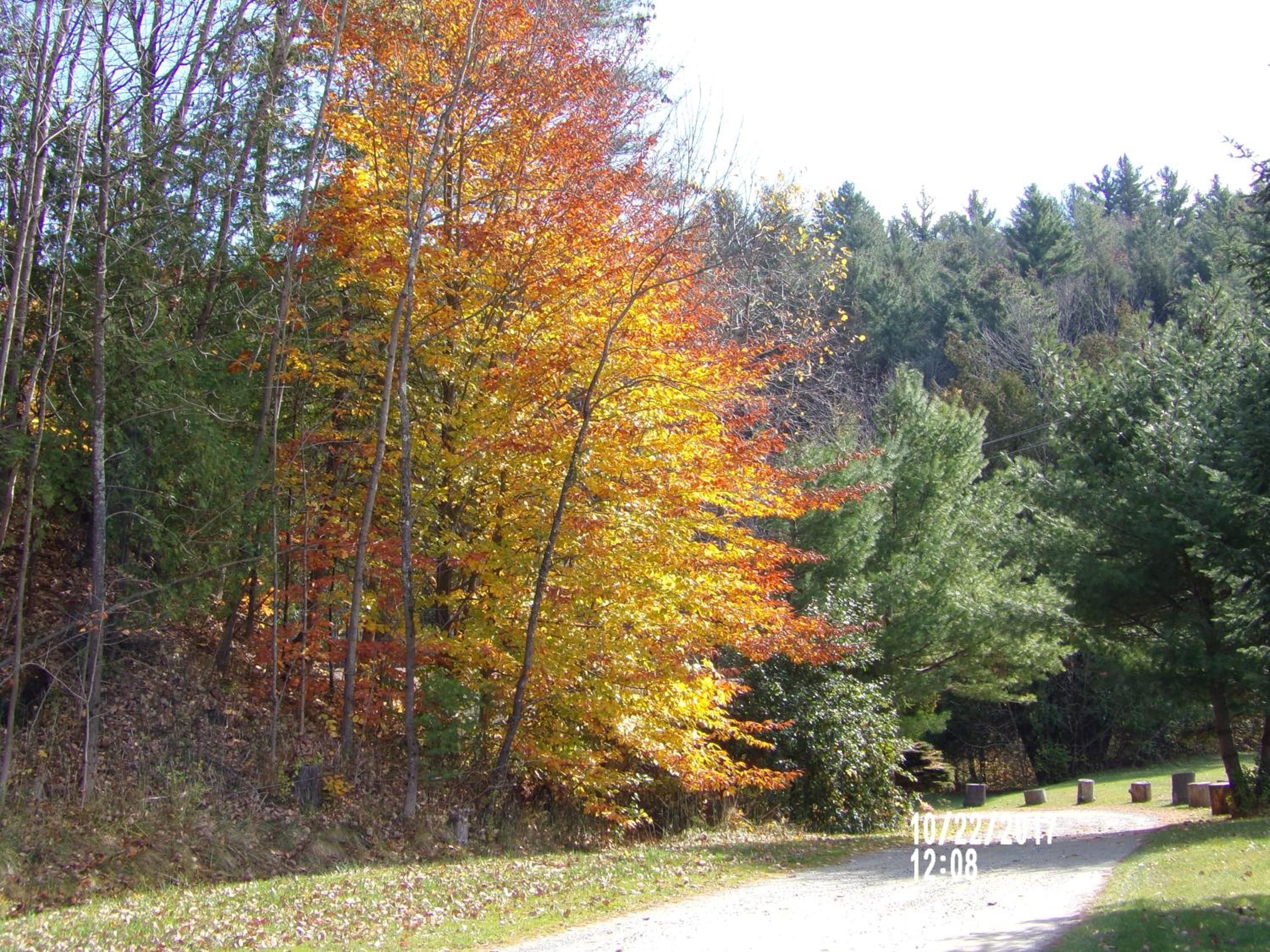 Pine Crest Motel & Cabins