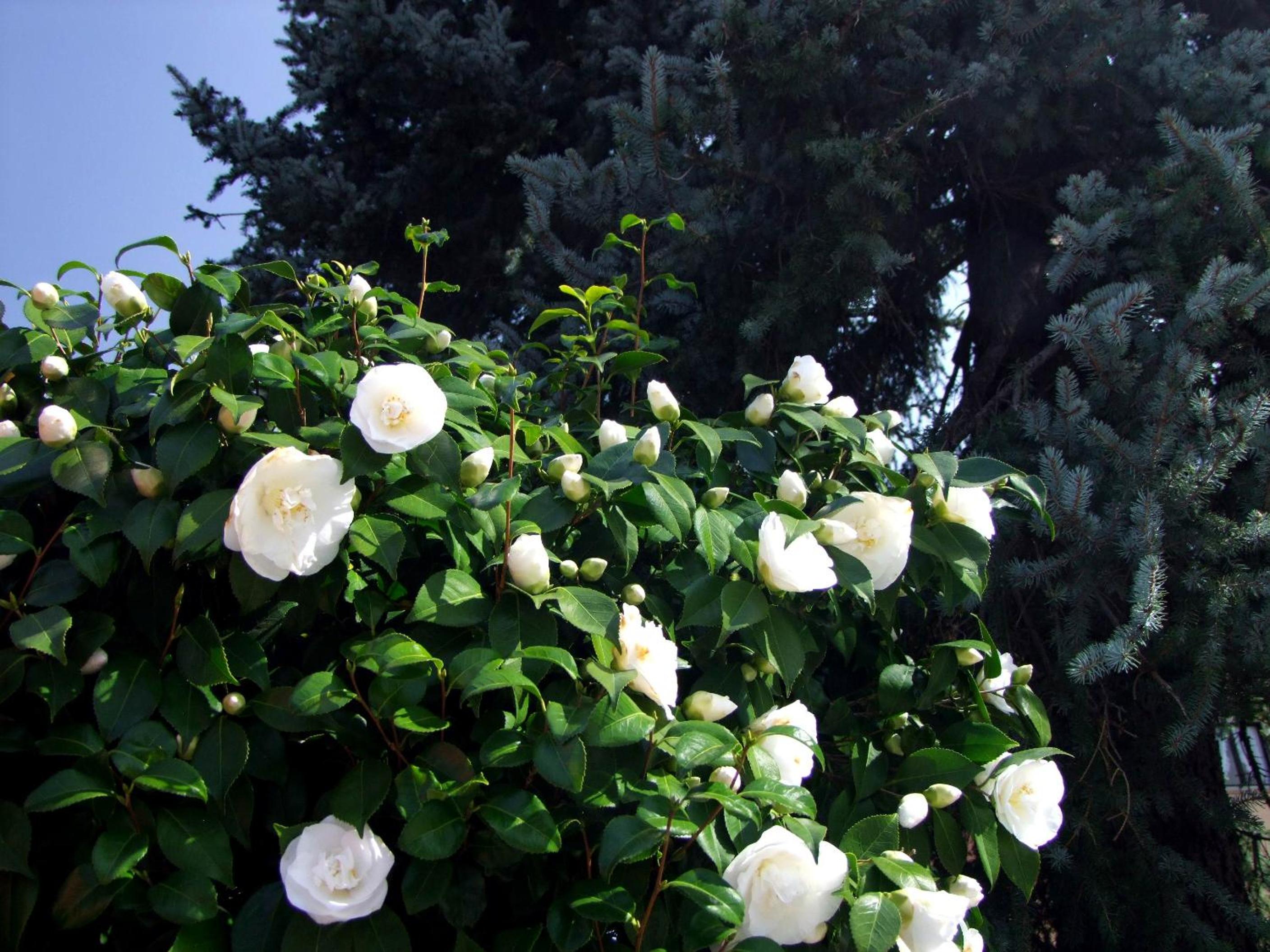 Photo 7
