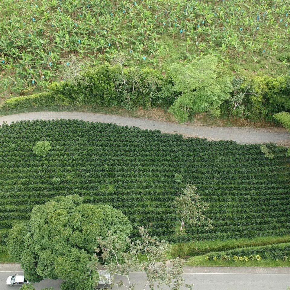 Finca Machangara
