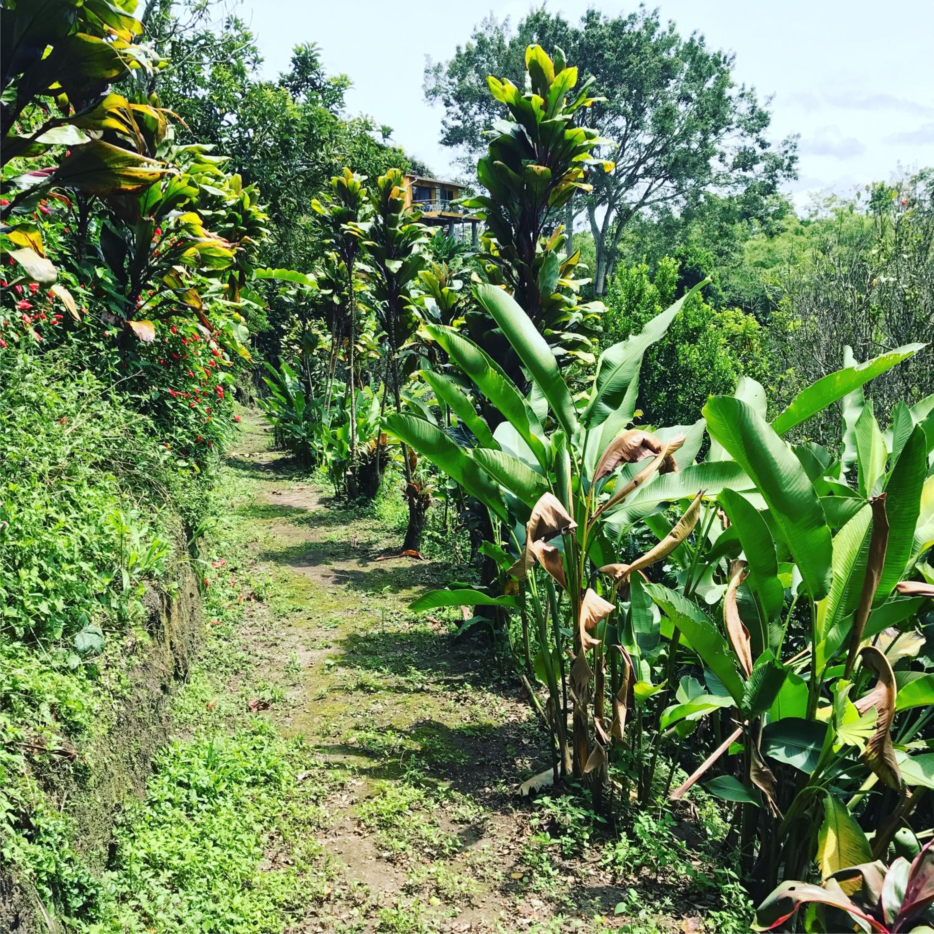 Finca Machangara