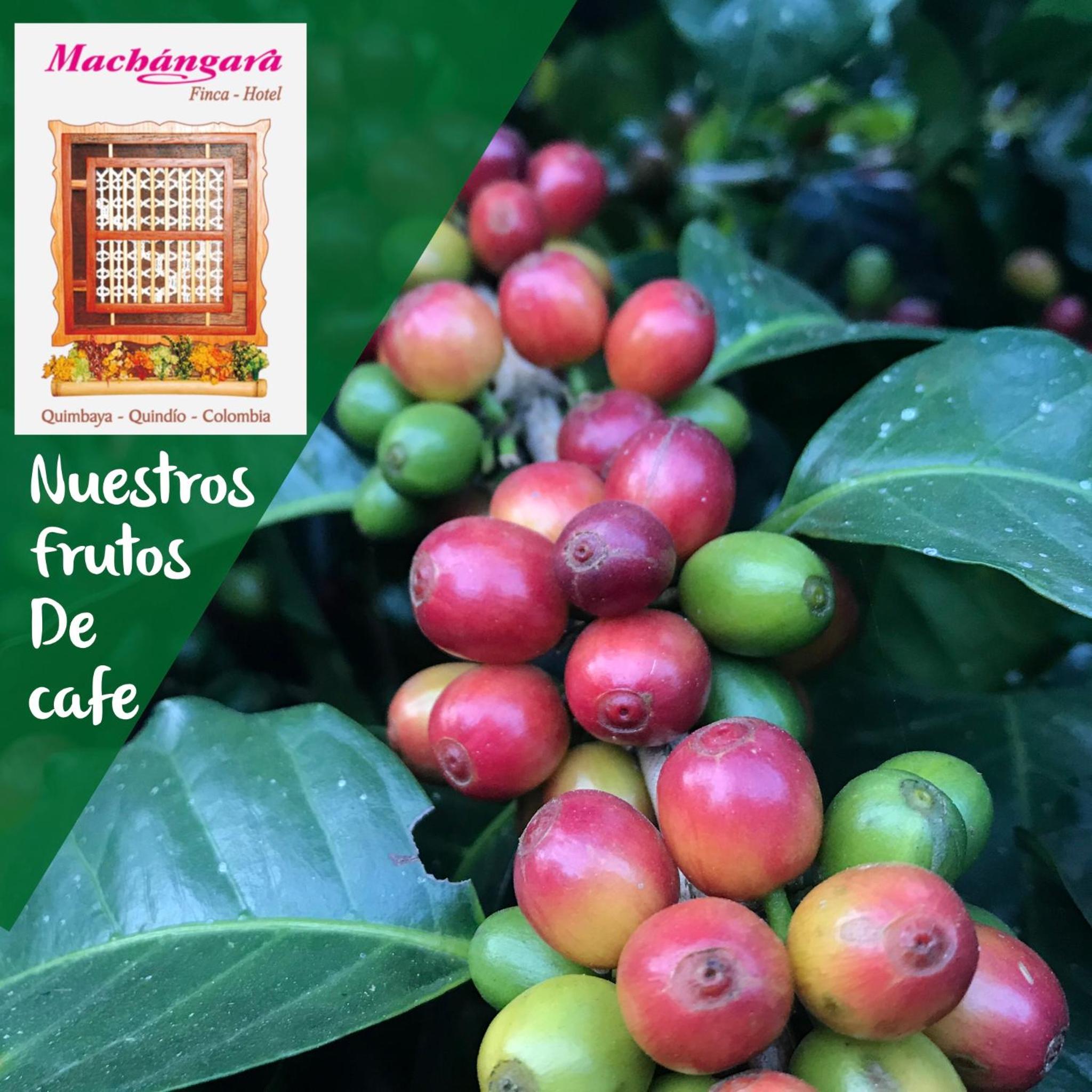 Finca Machangara