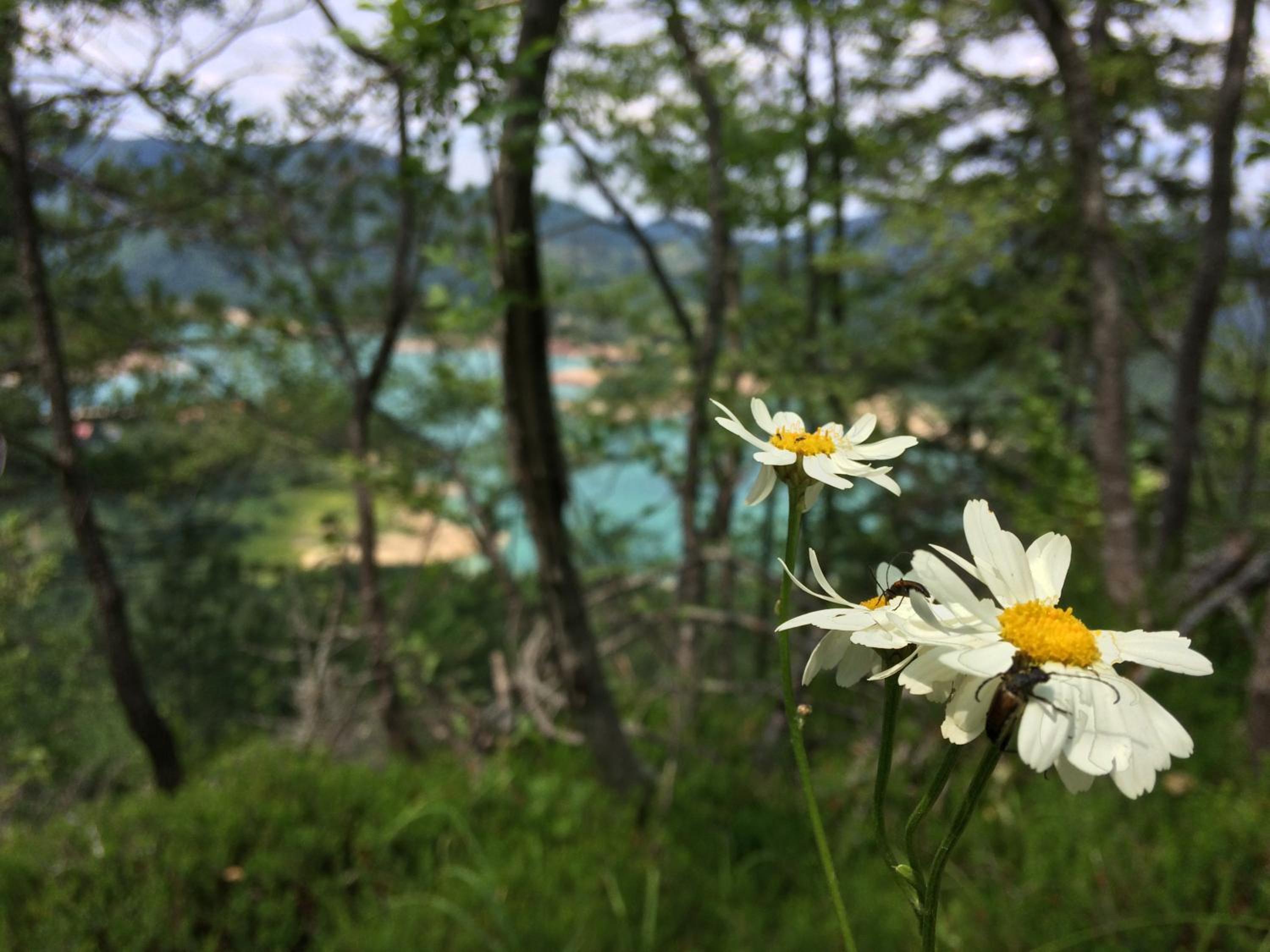 Photo 42