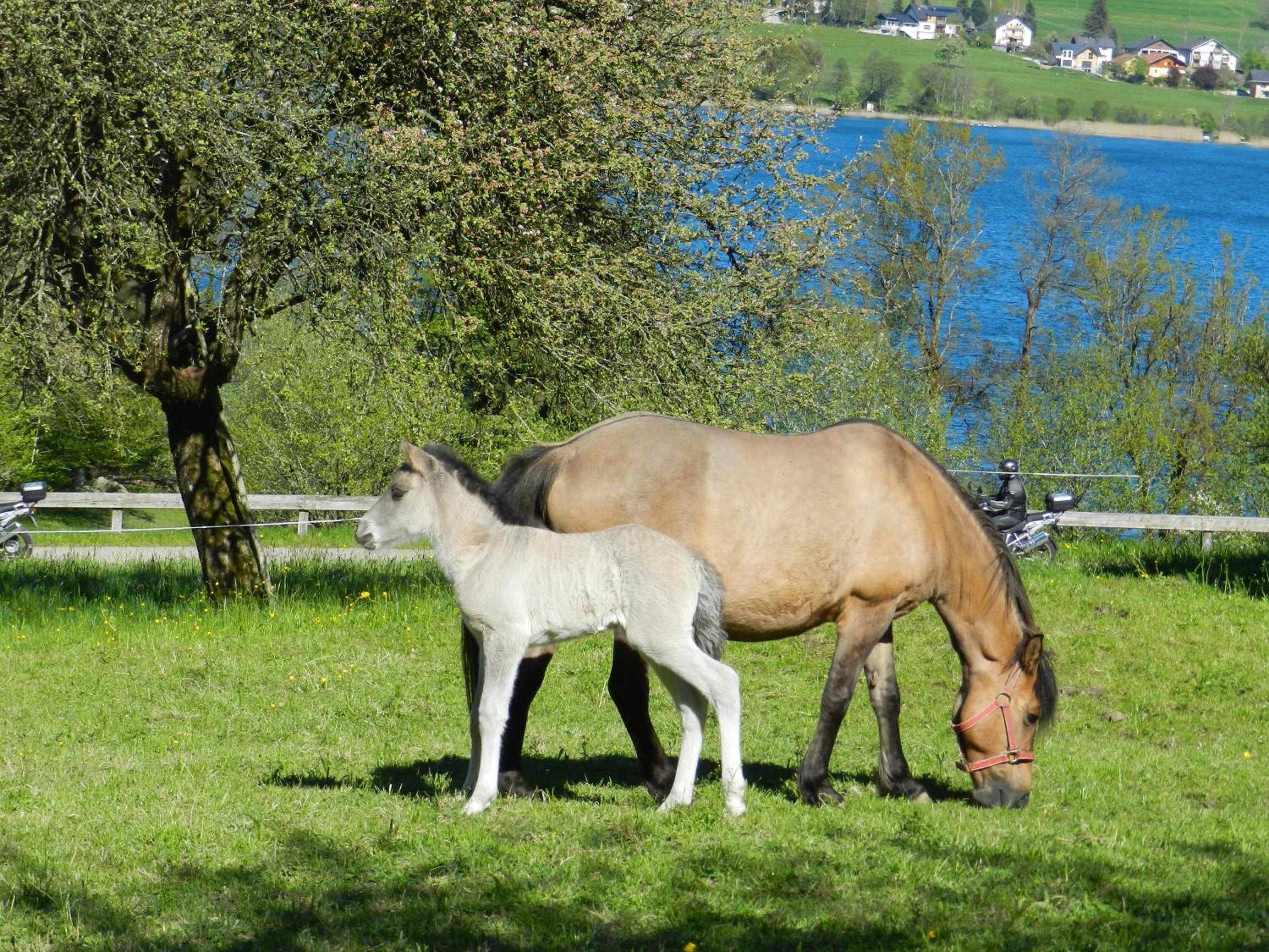 Serner am See