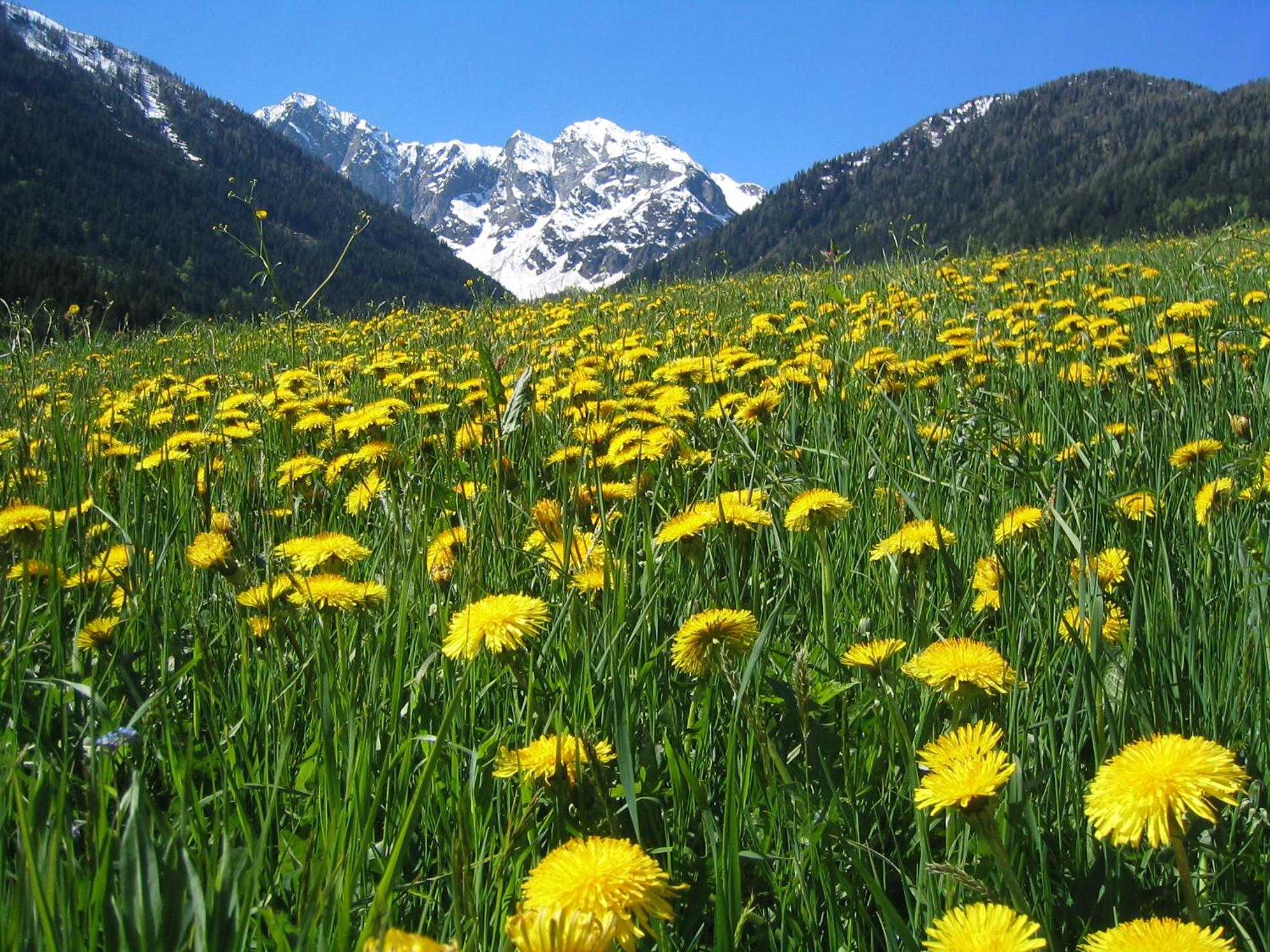 BIO-Bergbauernhof Ederhias