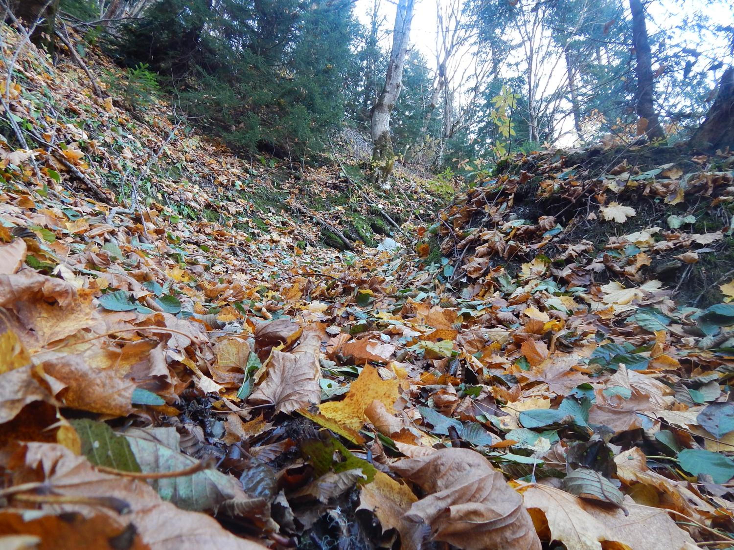 Photo 48