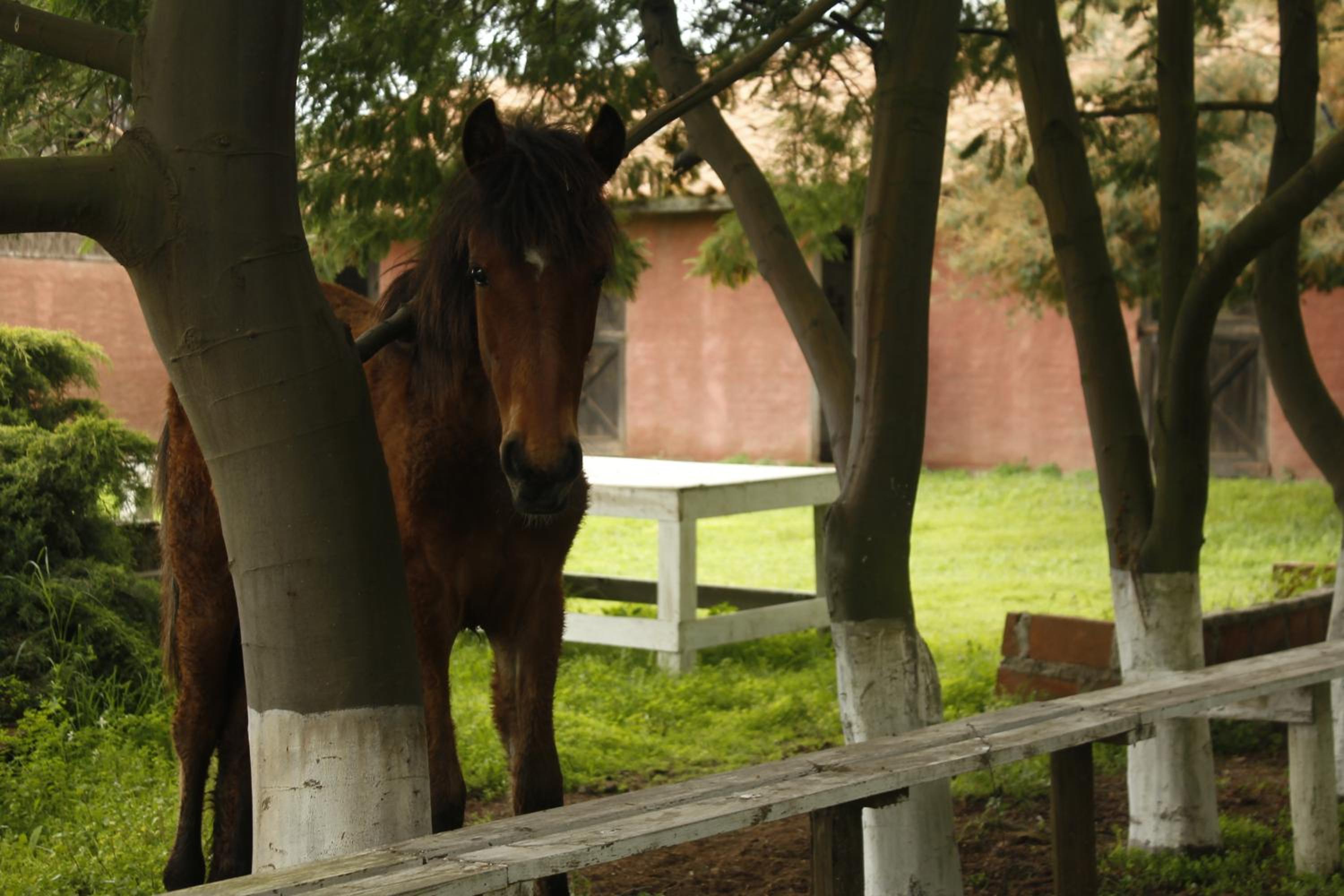 Hotel Haras Casacampo