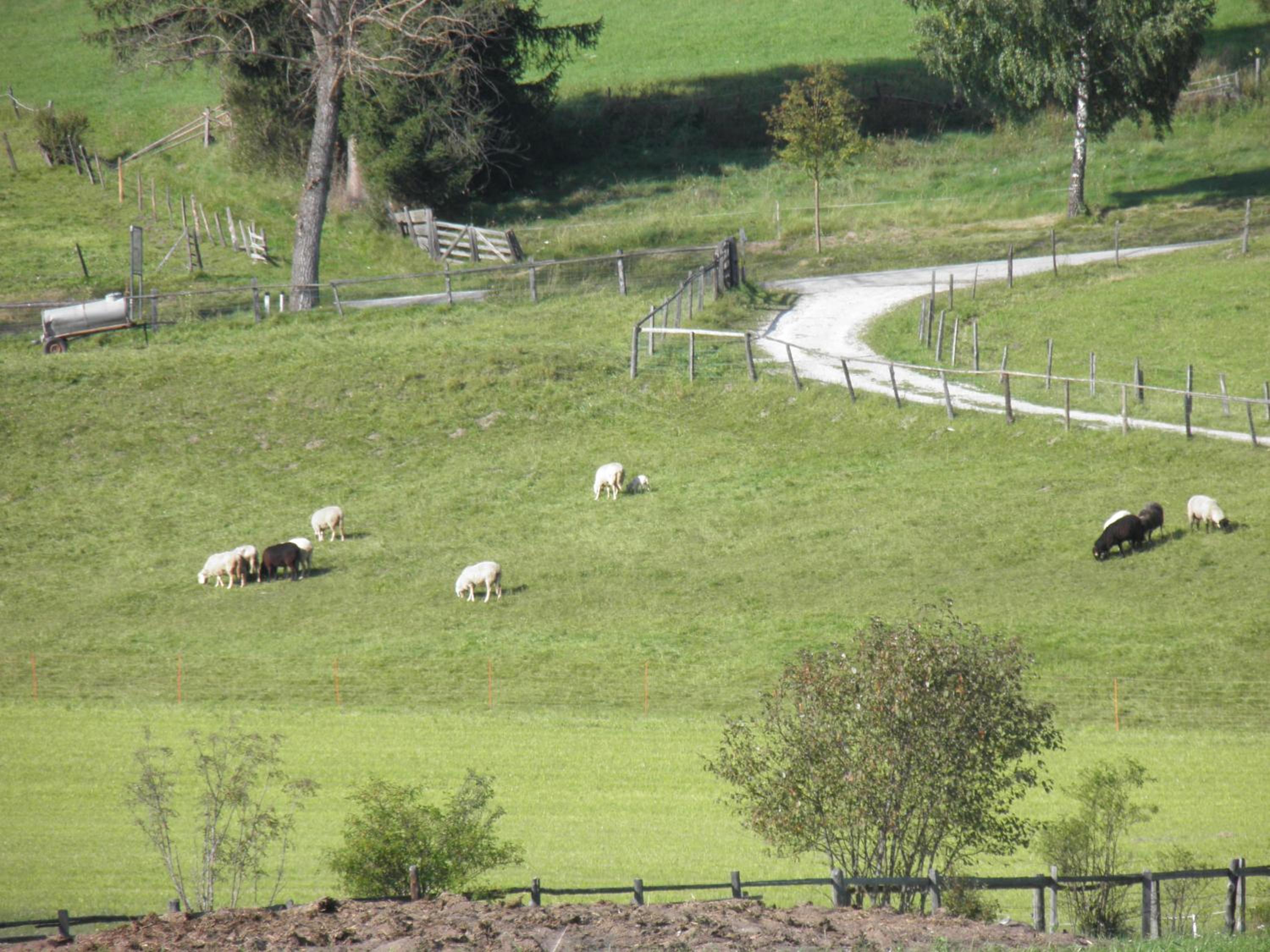 Ulnhof