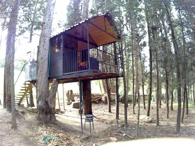 Despierta En El Árbol Desayuno Americano a tu ritmo somos Petfriendly