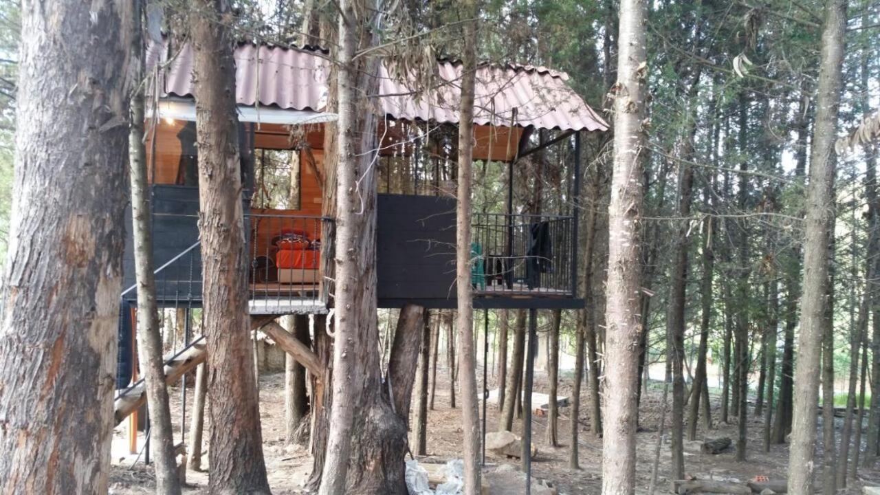 Despierta En El Árbol Desayuno Americano a tu ritmo somos Petfriendly