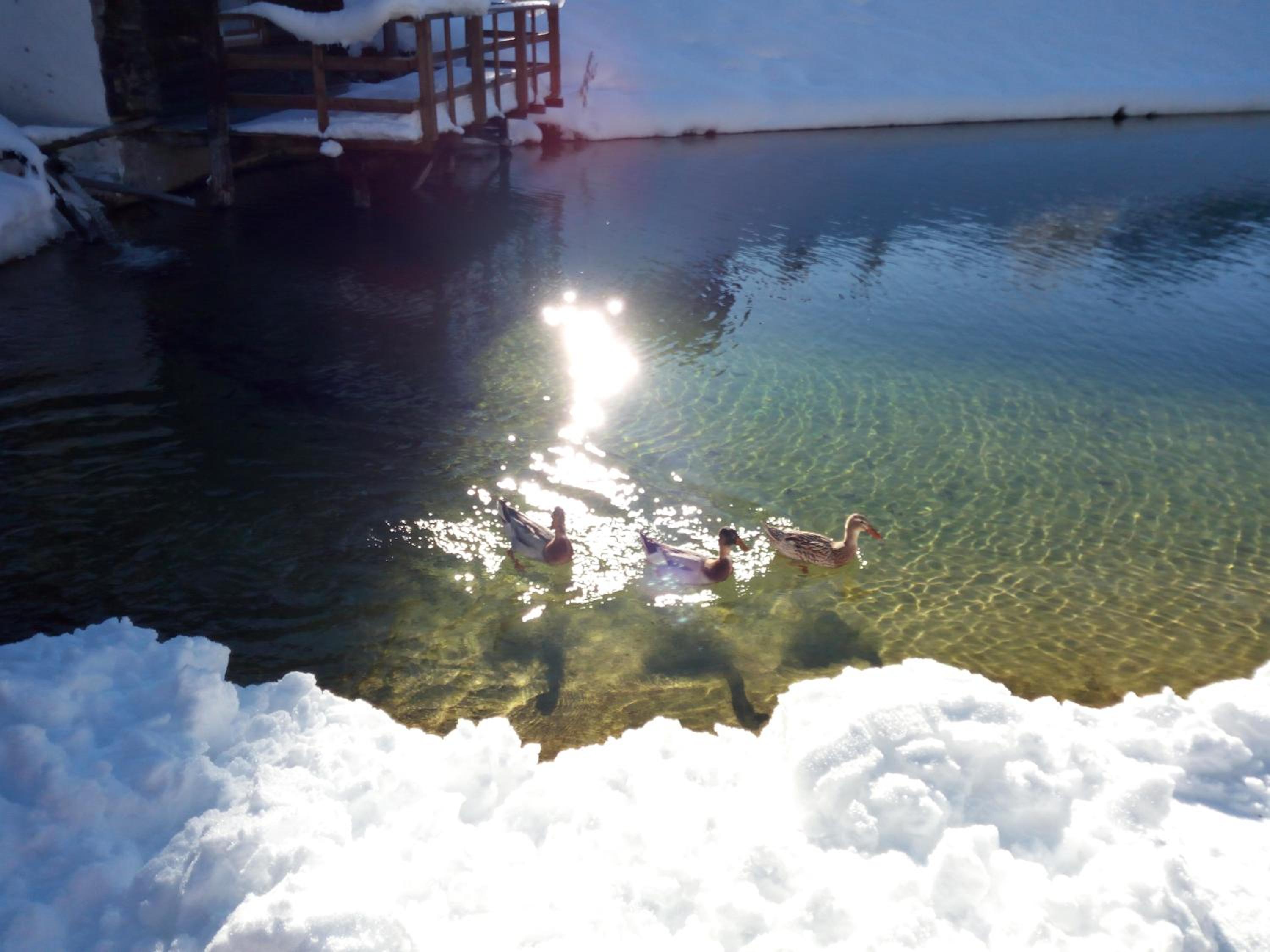 Pension Chalet Bergseegut