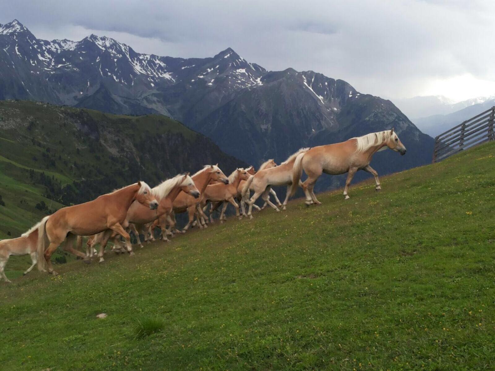apart.pitztal
