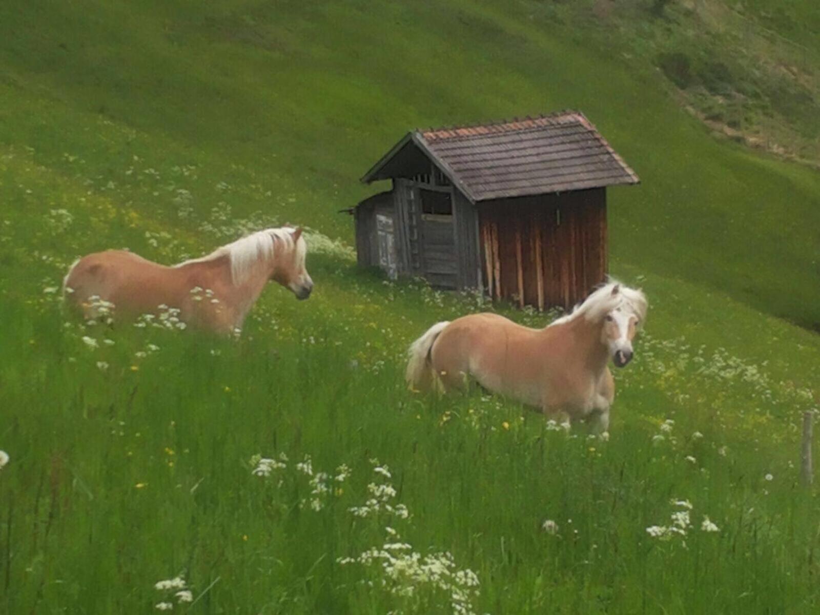 apart.pitztal