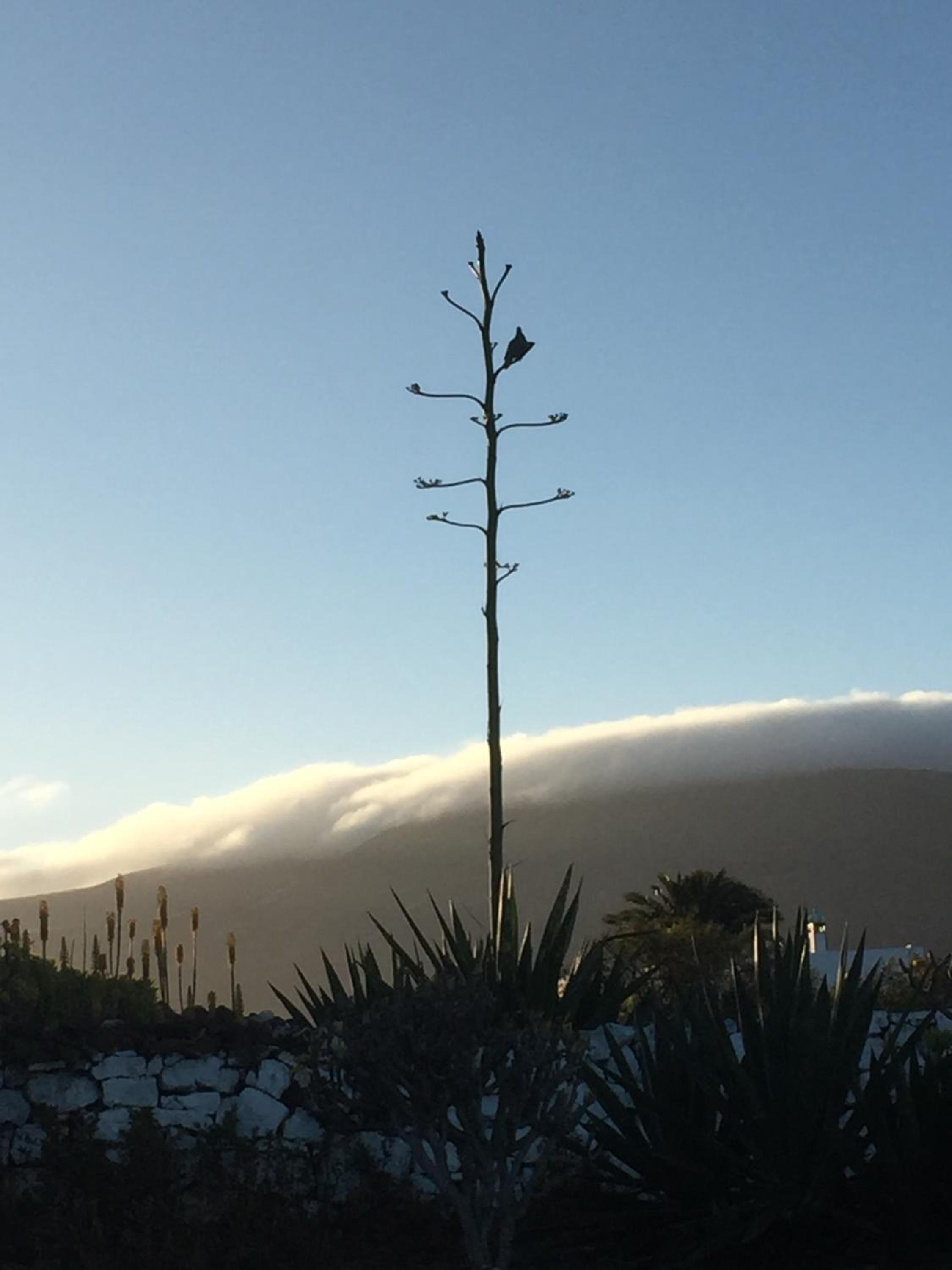 "Ziegenstall" mit Meerblick photo 3