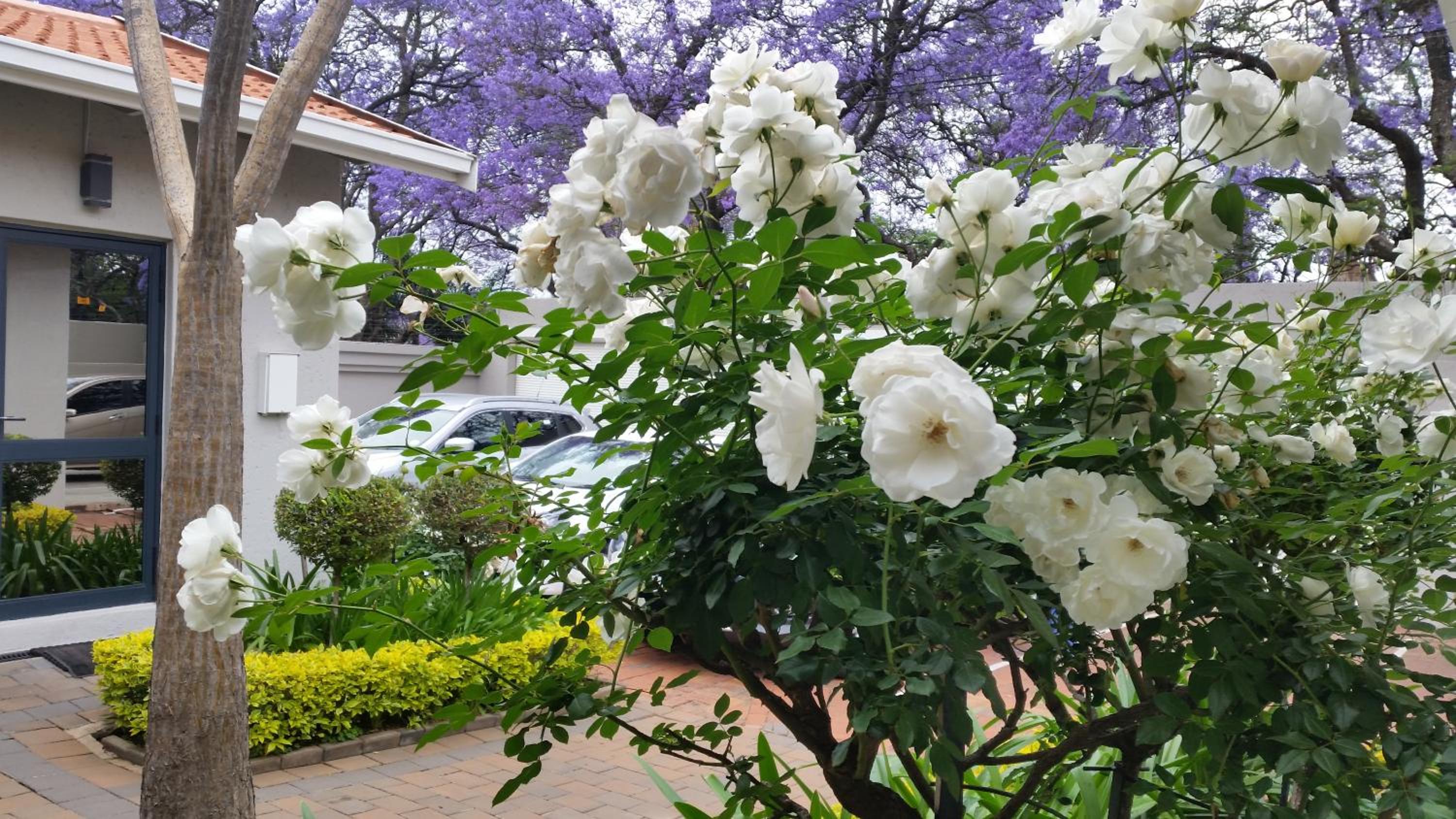 Rosebank Lodge Guesthouse by Claires