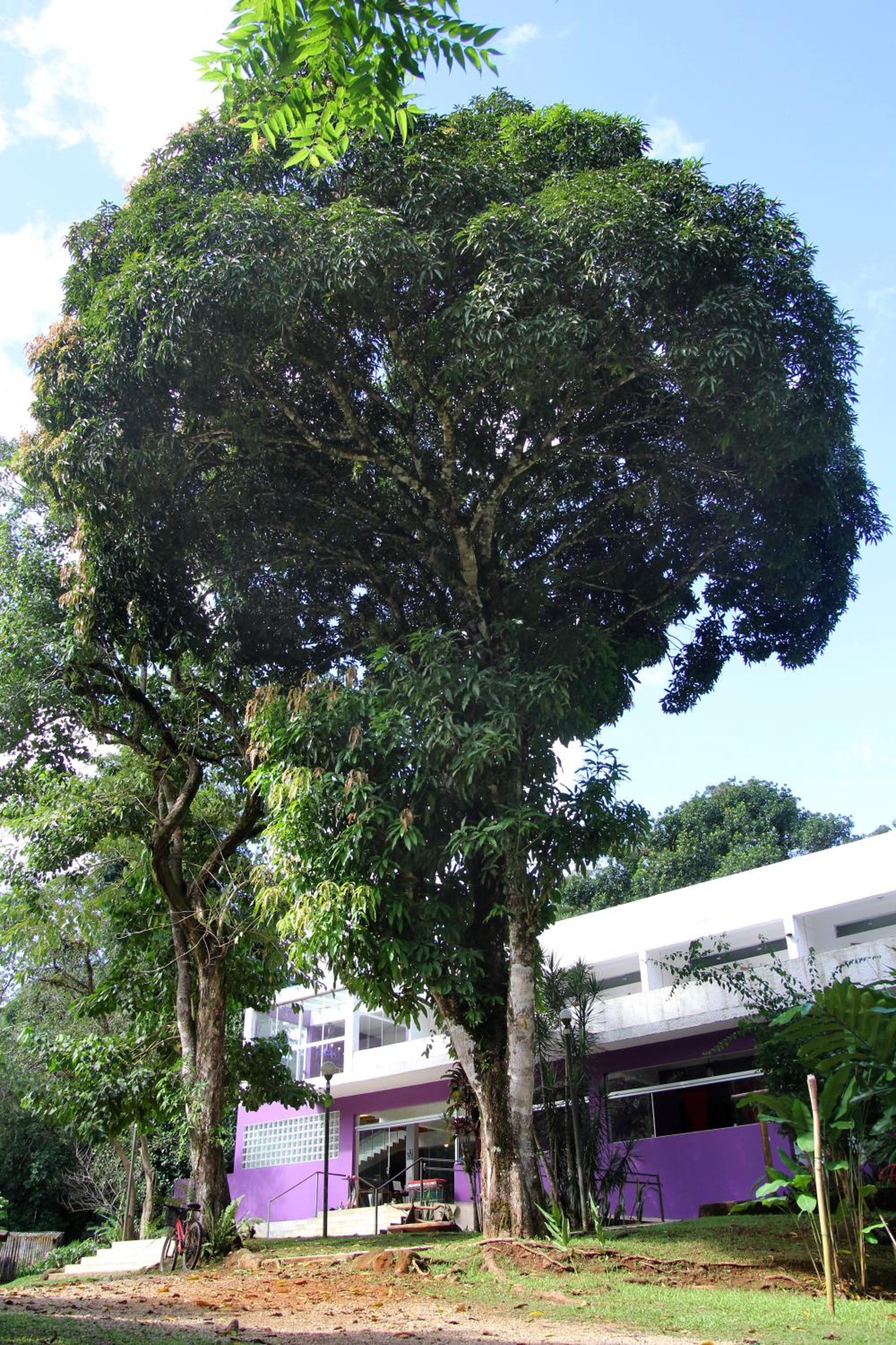 Casa Bacarirá - Floresta com Yoga e Café da Manhã Vegano