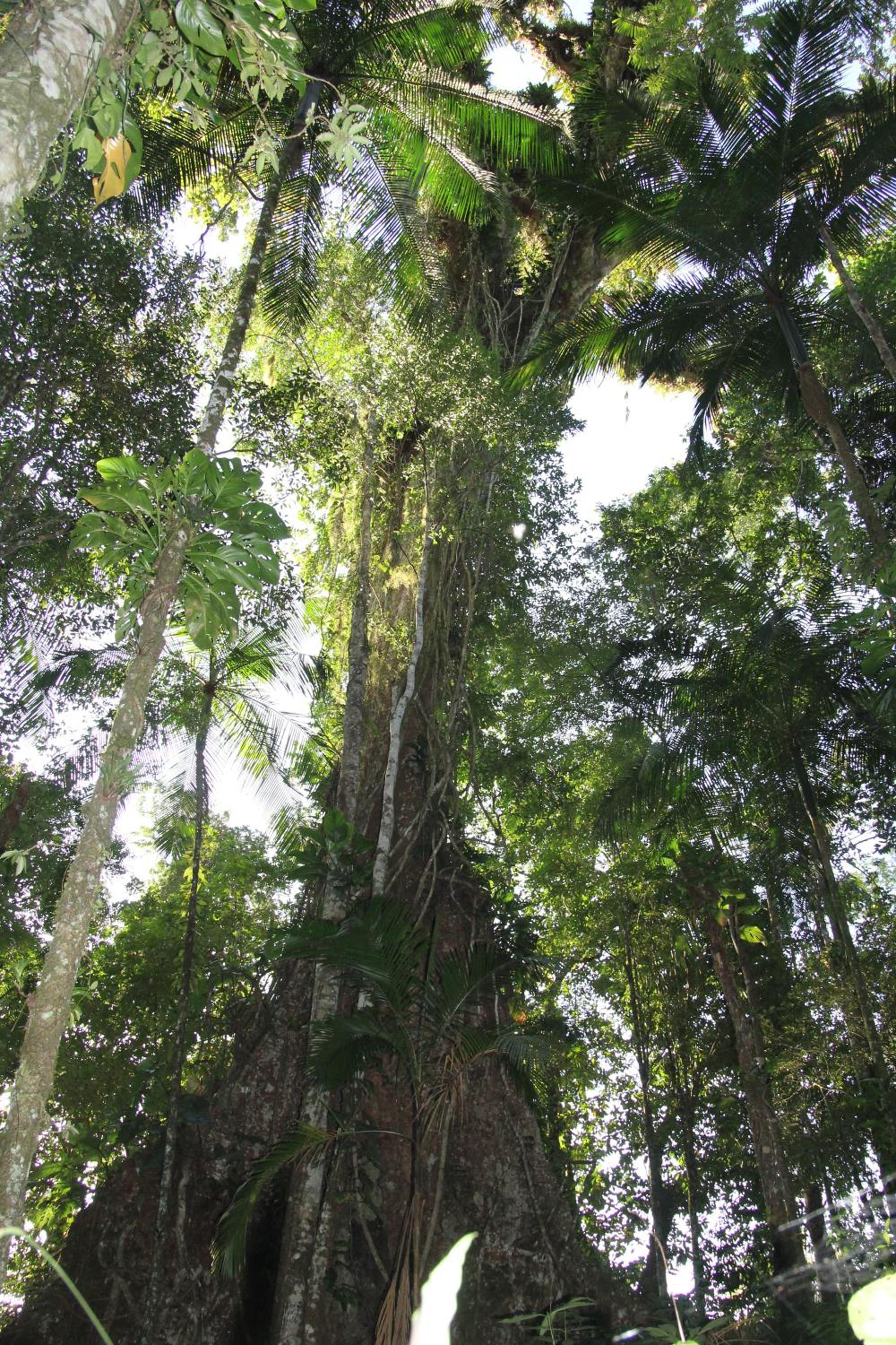 Casa Bacarirá - Floresta com Yoga e Café da Manhã Vegano