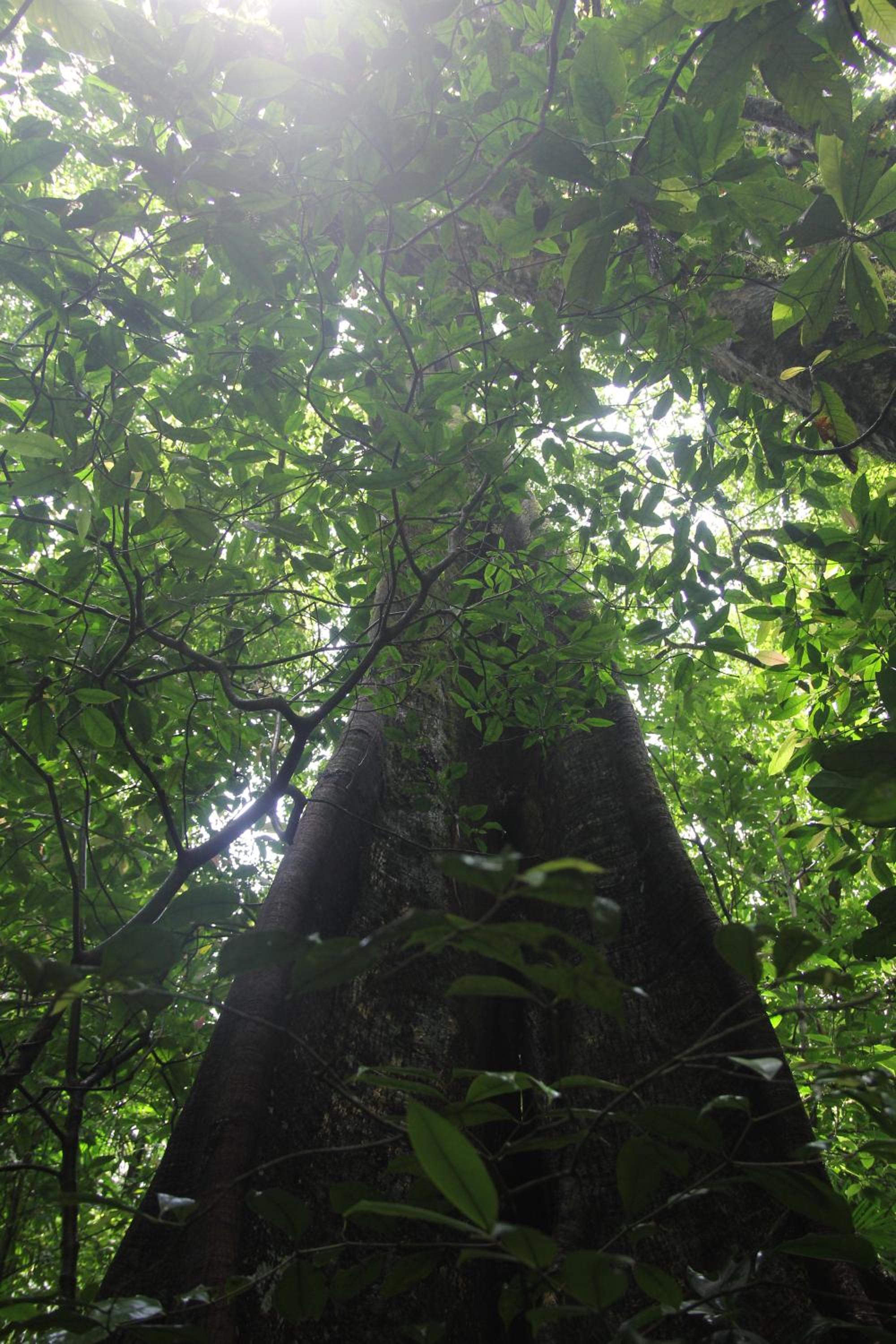 Casa Bacarirá - Floresta com Yoga e Café da Manhã Vegano