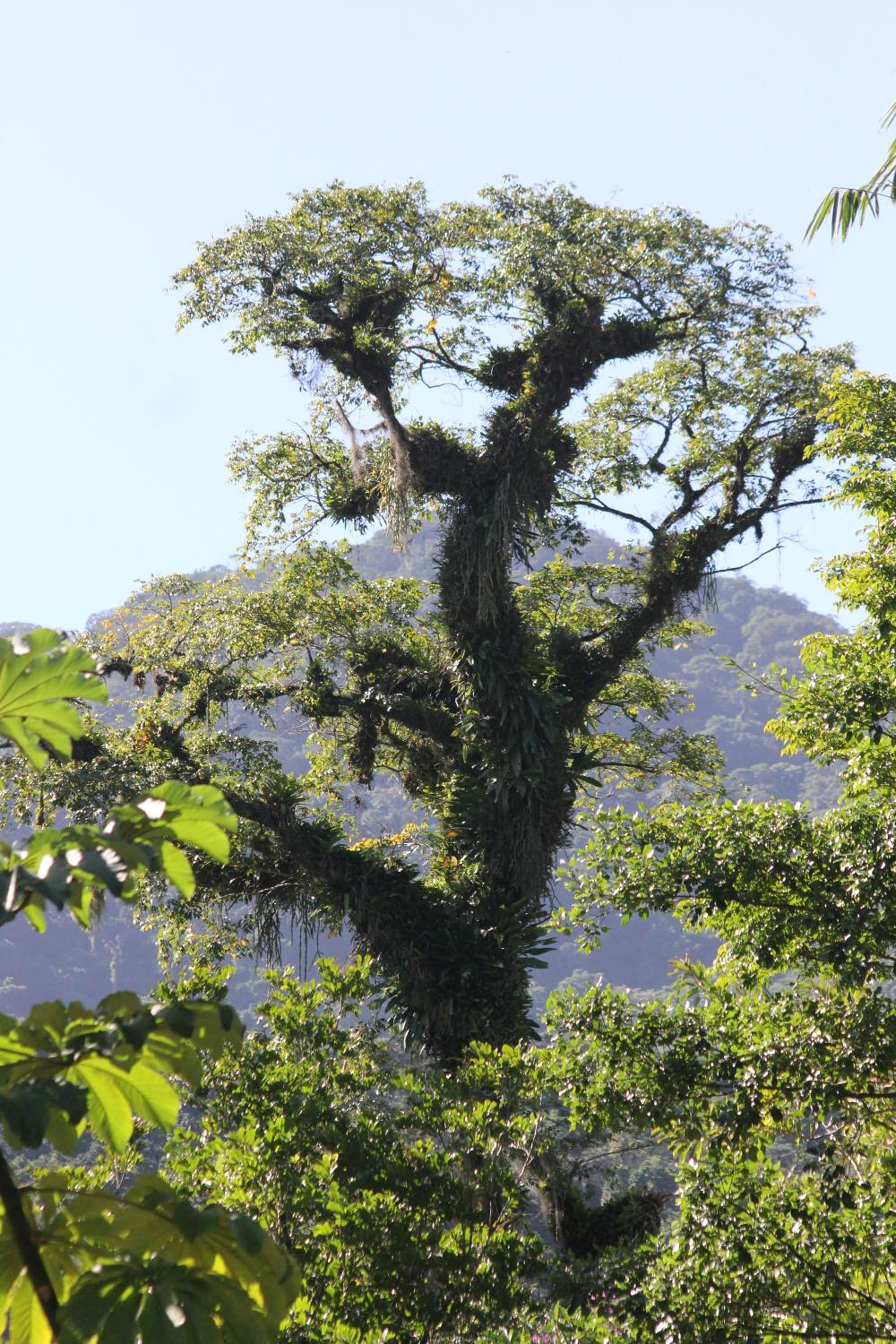 Casa Bacarirá - Floresta com Yoga e Café da Manhã Vegano