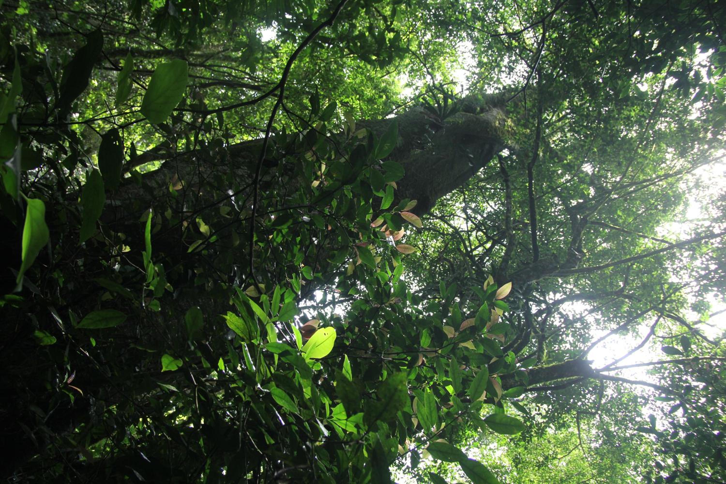 Casa Bacarirá - Floresta com Yoga e Café da Manhã Vegano