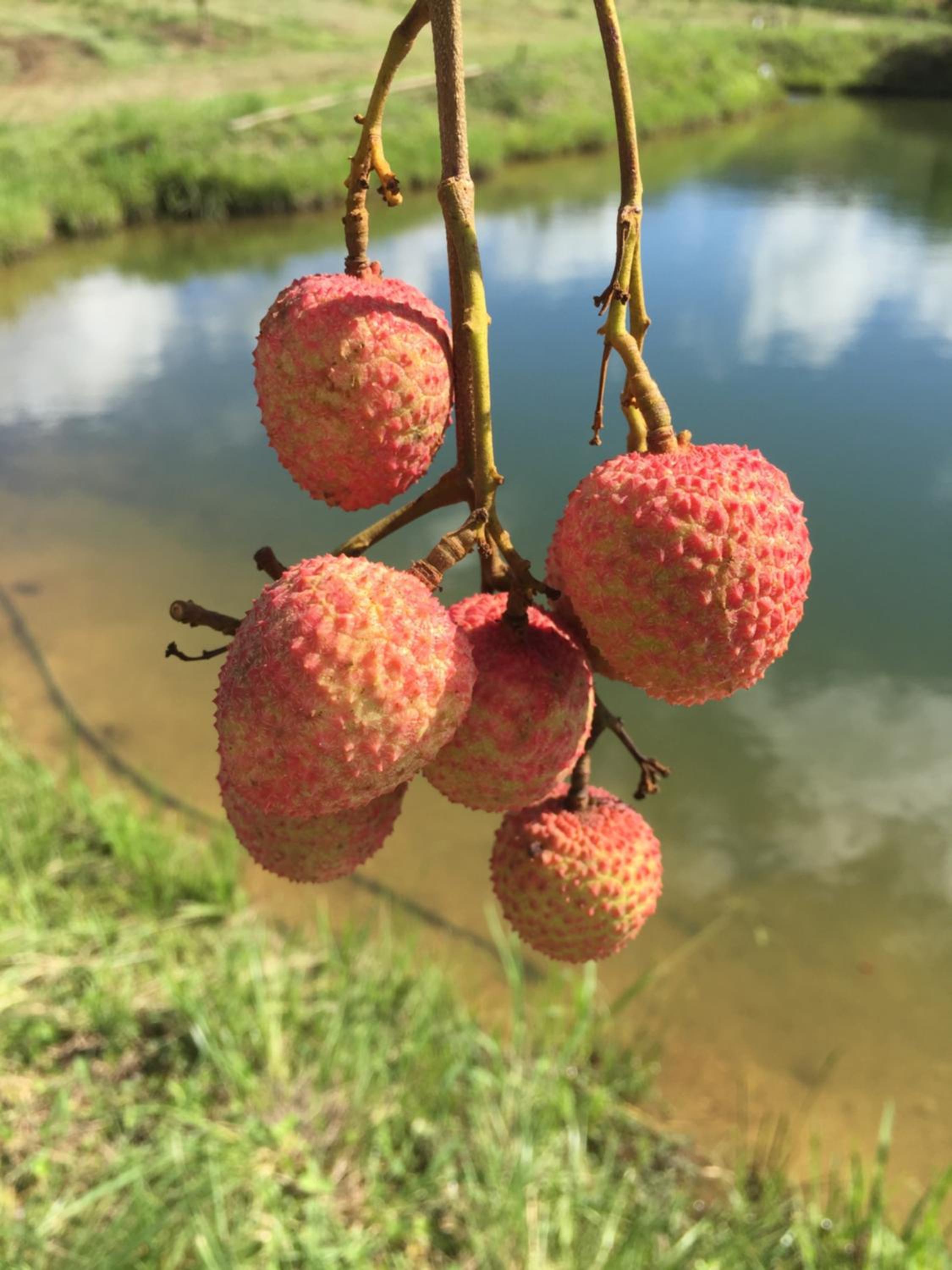 Hazyview Vacations - Oppi Plaas - Property Image 9