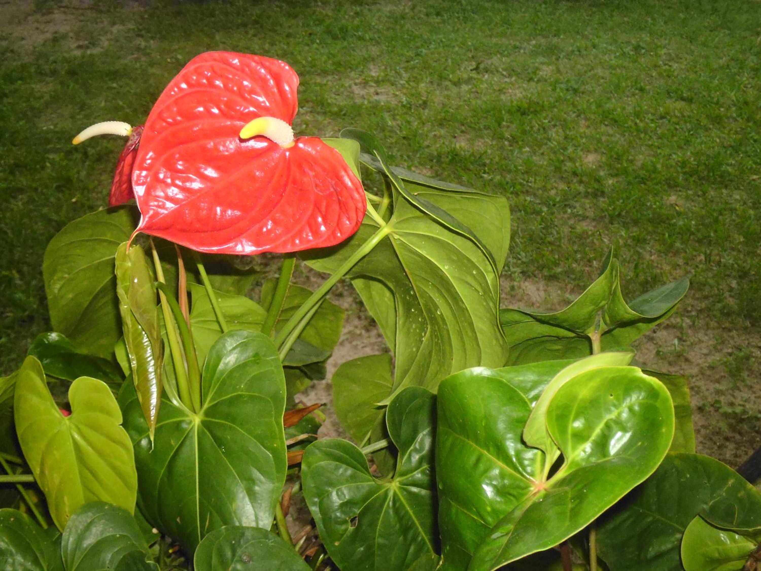 Photo 43