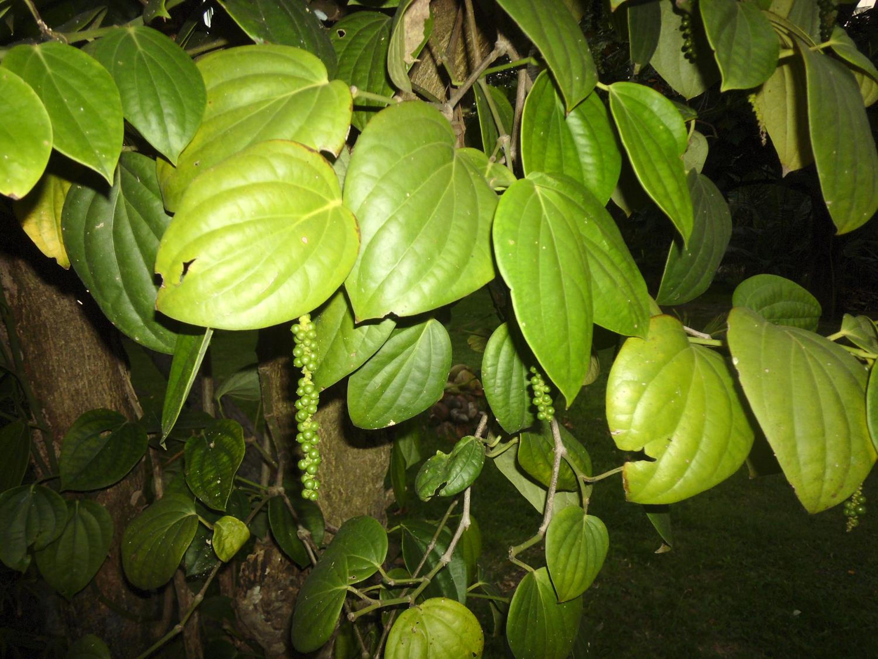 Photo 47