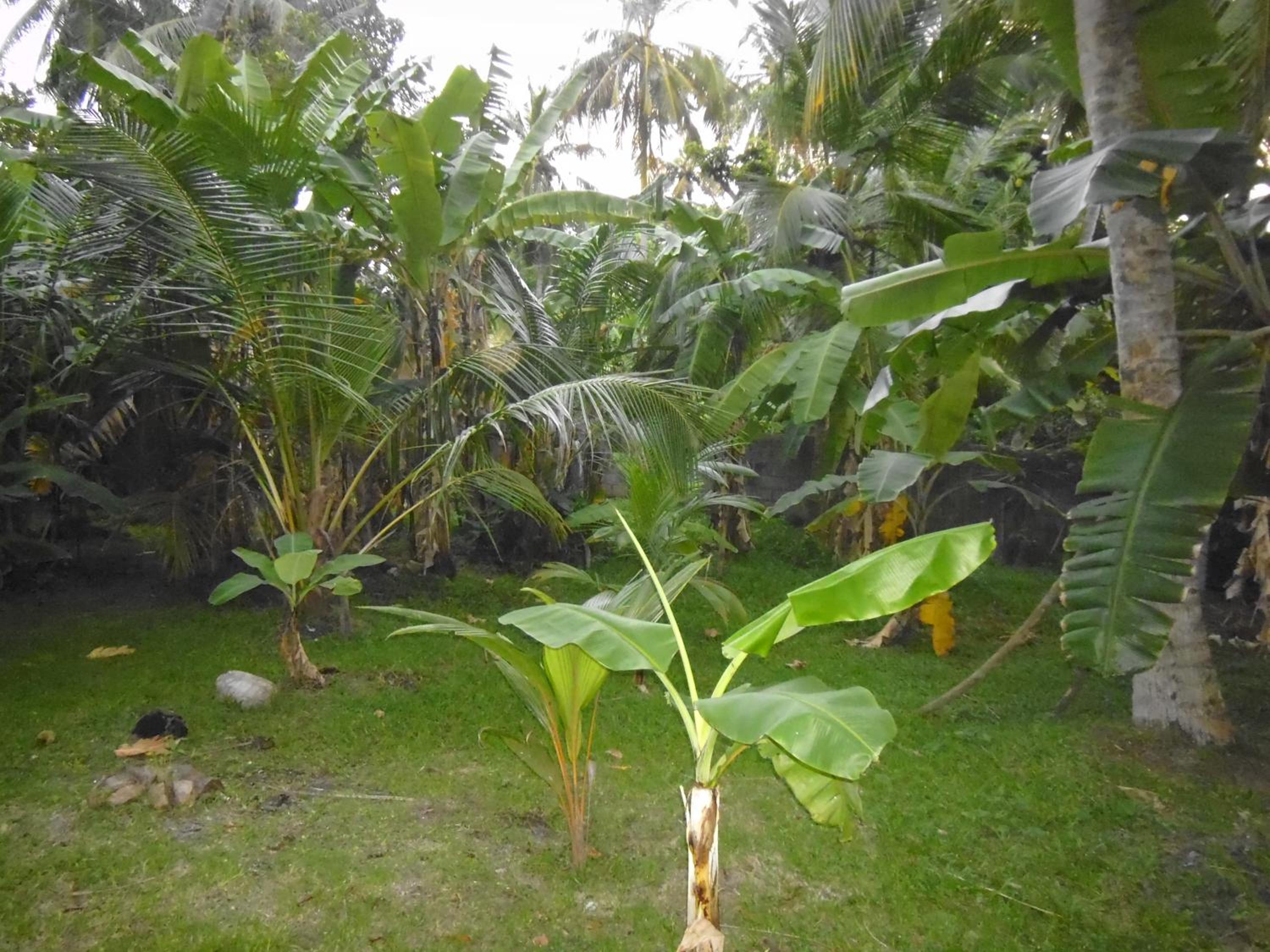 Photo 46