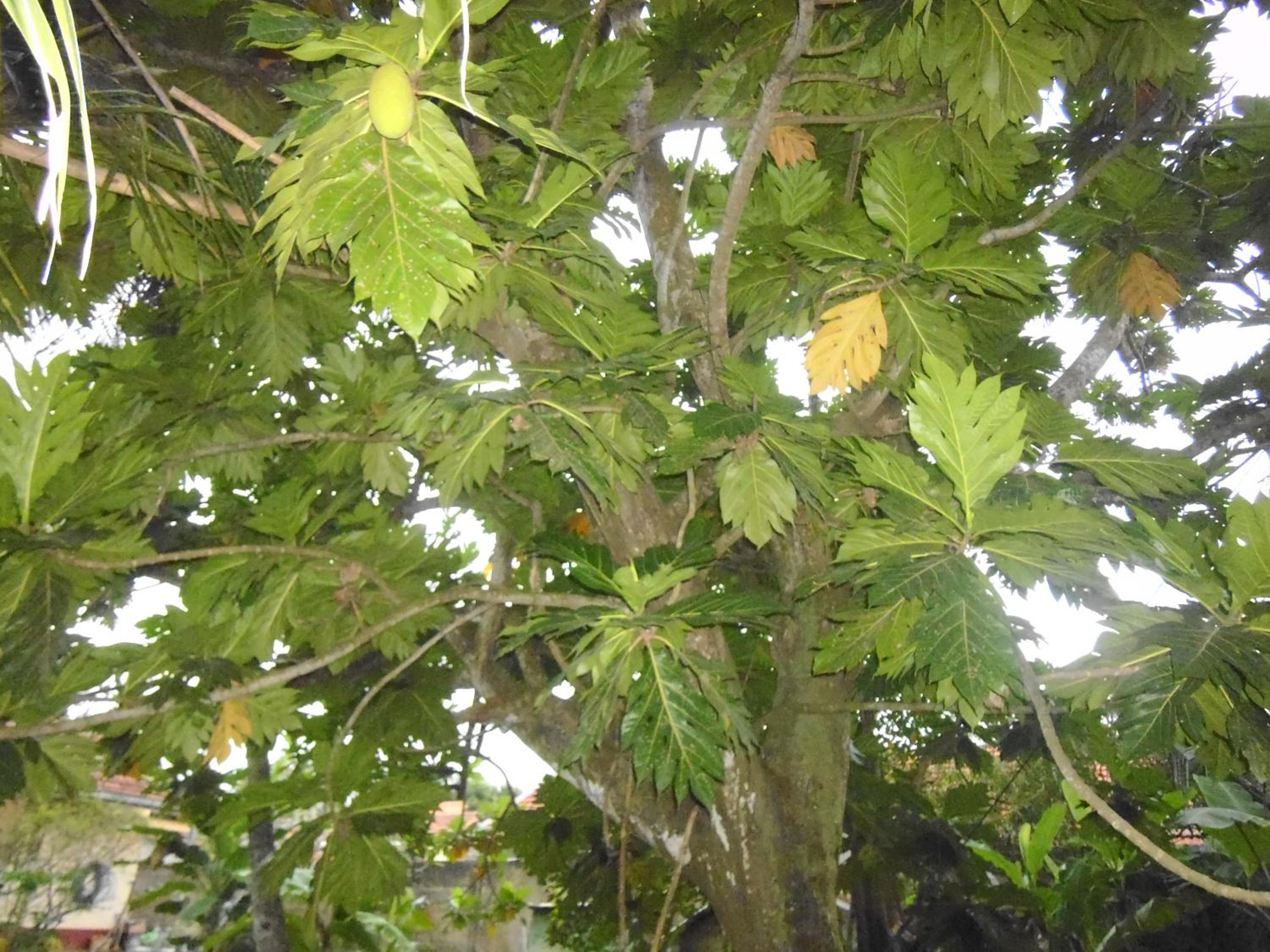 Photo 45