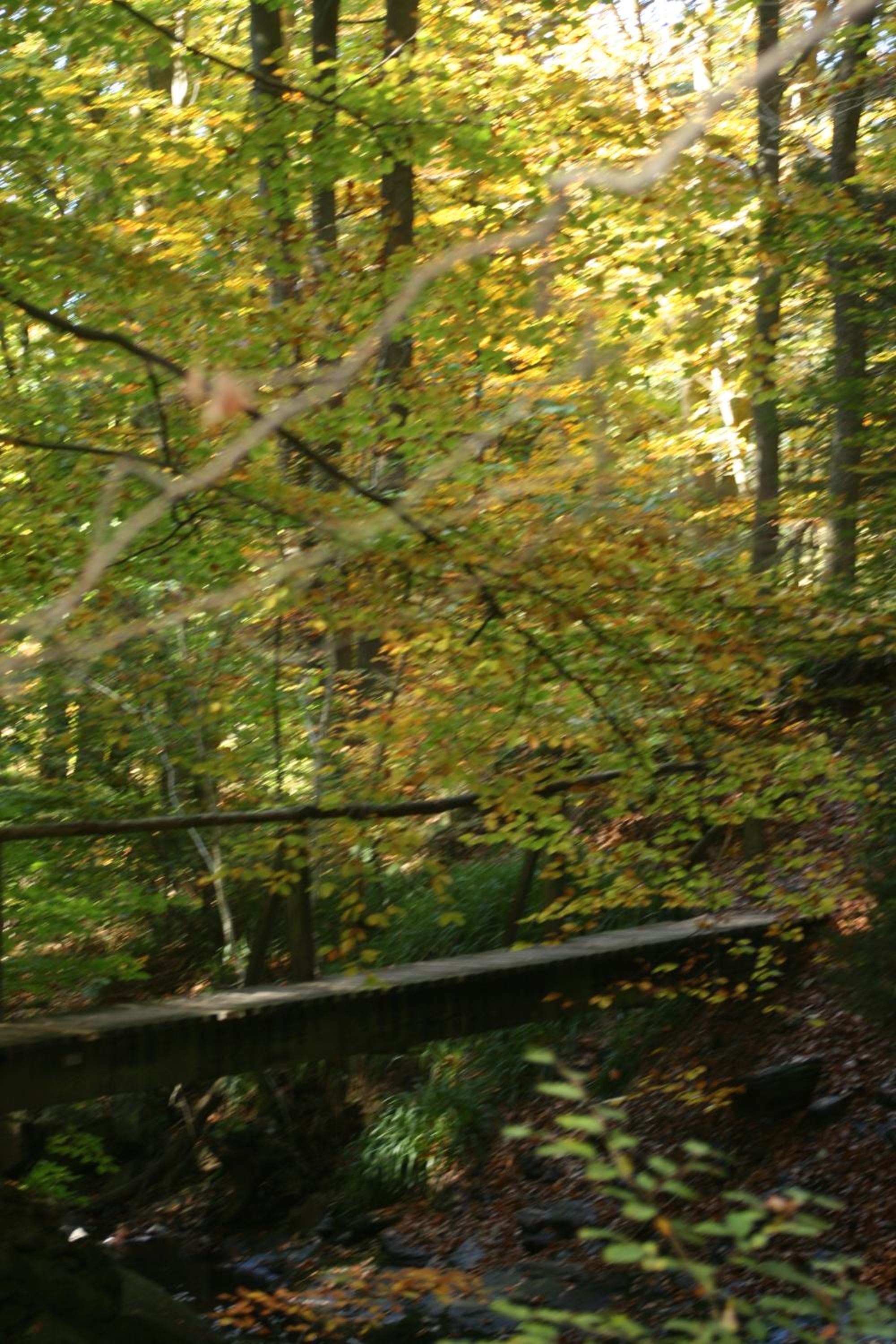 Les Chanterelles
