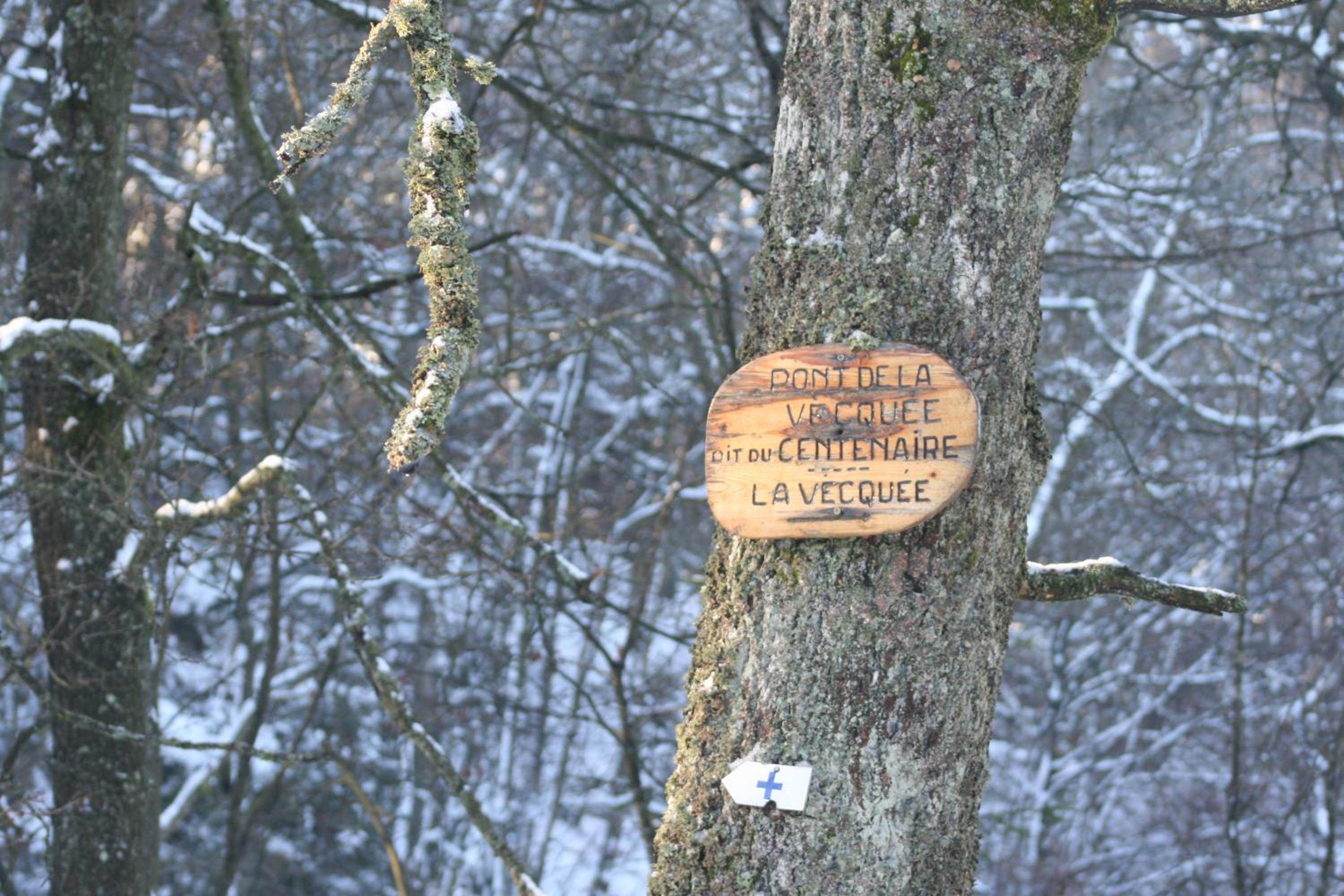 Les Chanterelles