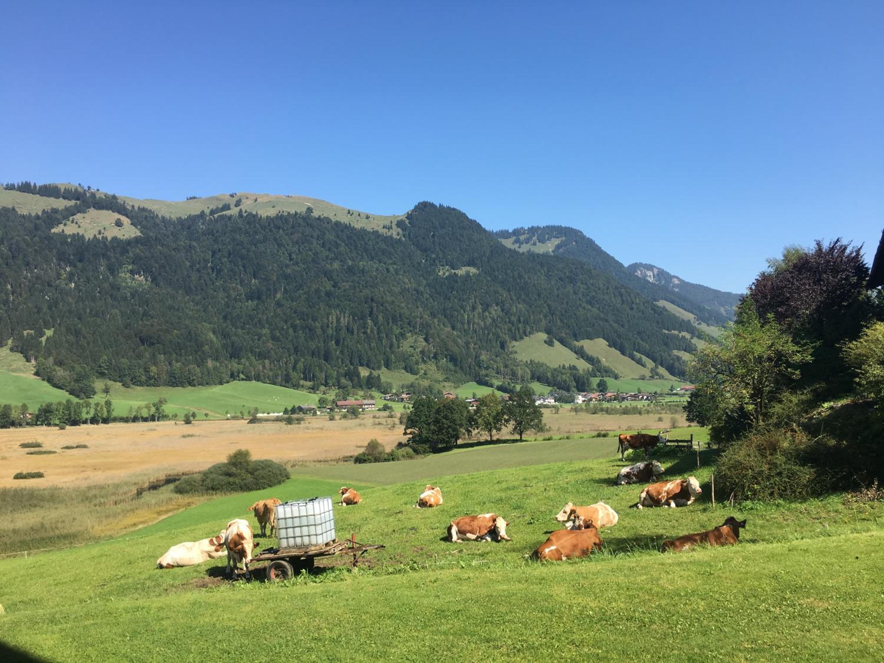 Hinterankerwald view 4