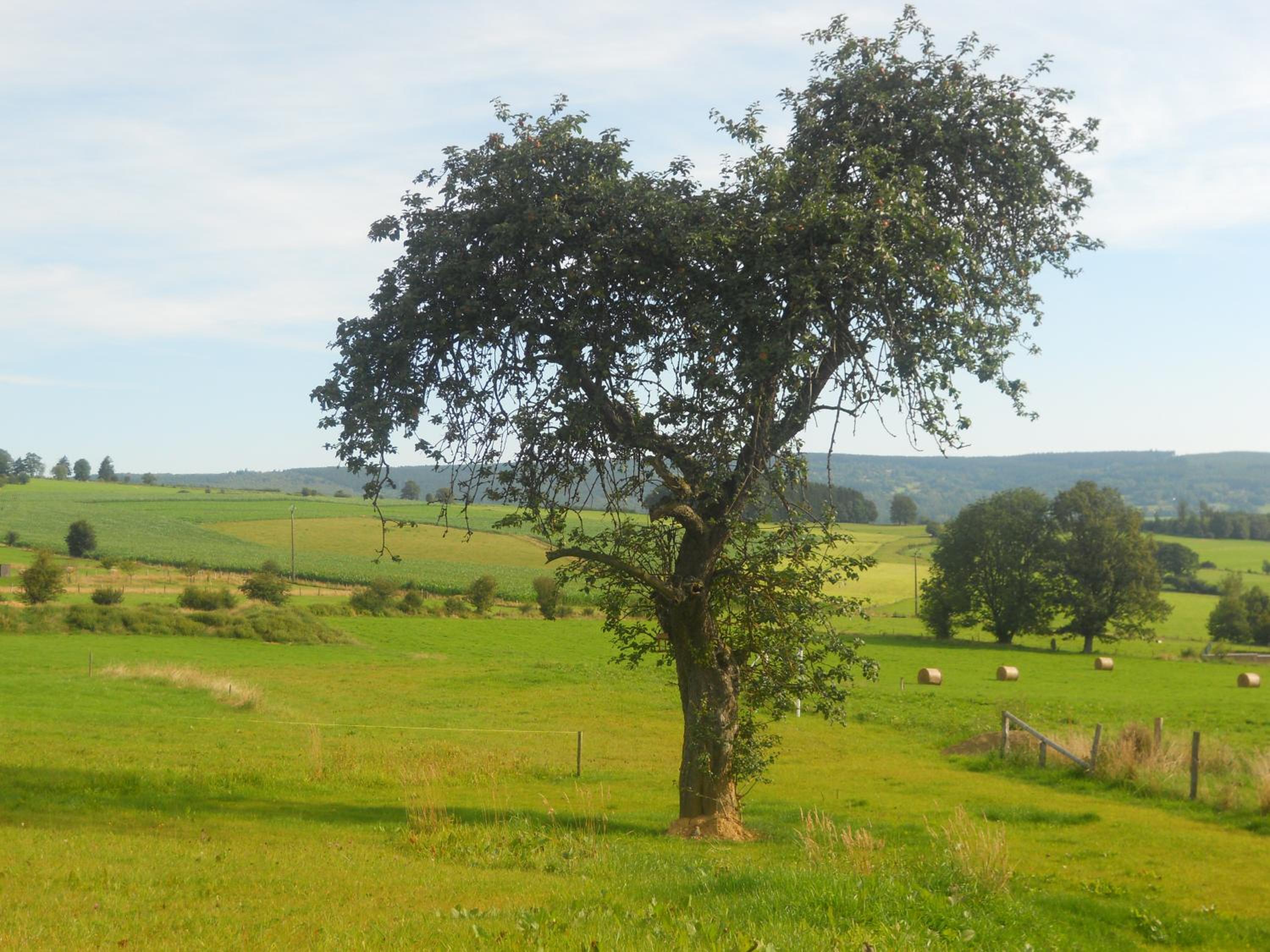 Domaine du Vieux Chêne