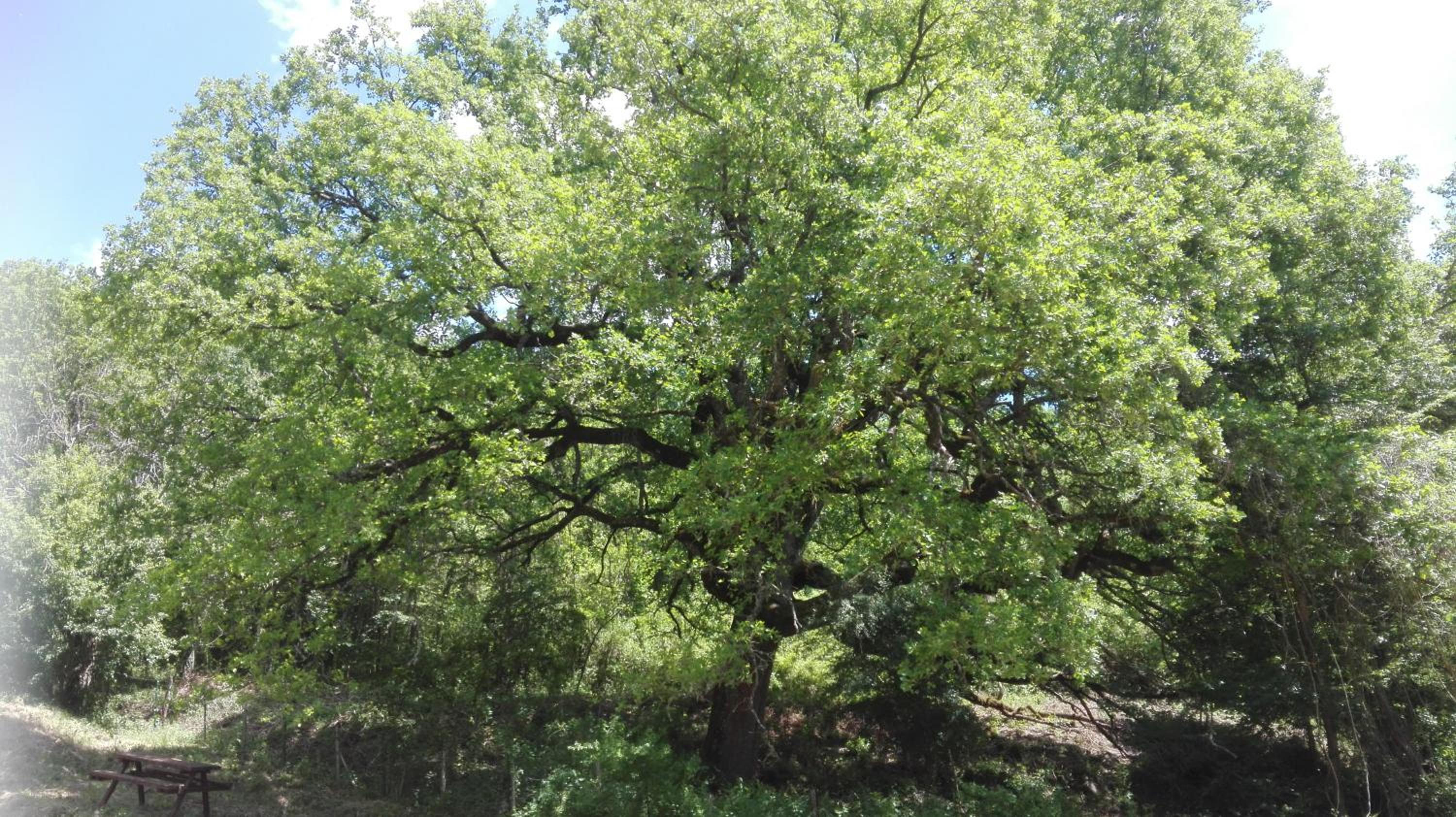 Photo 42