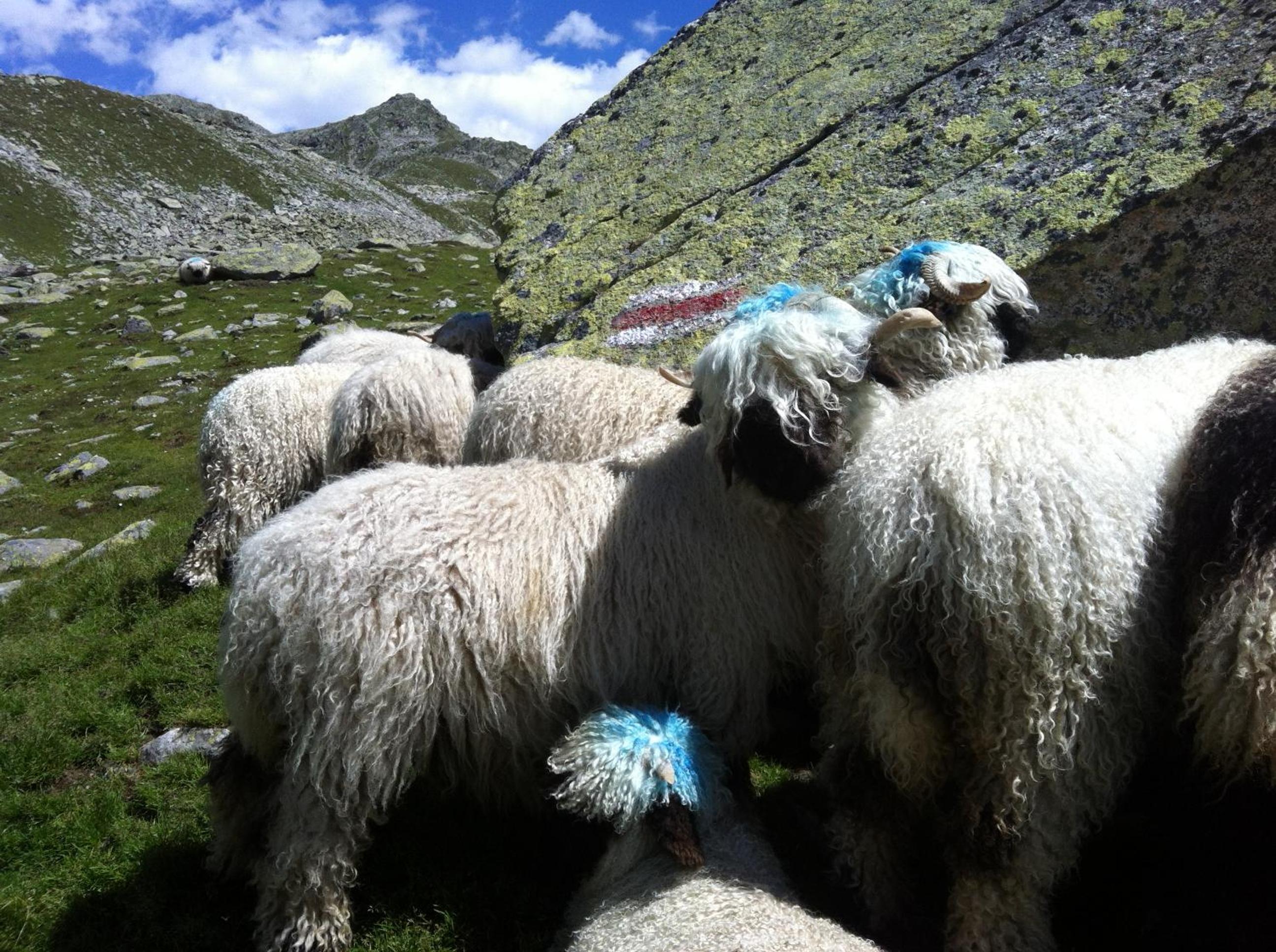 Alpenparadies