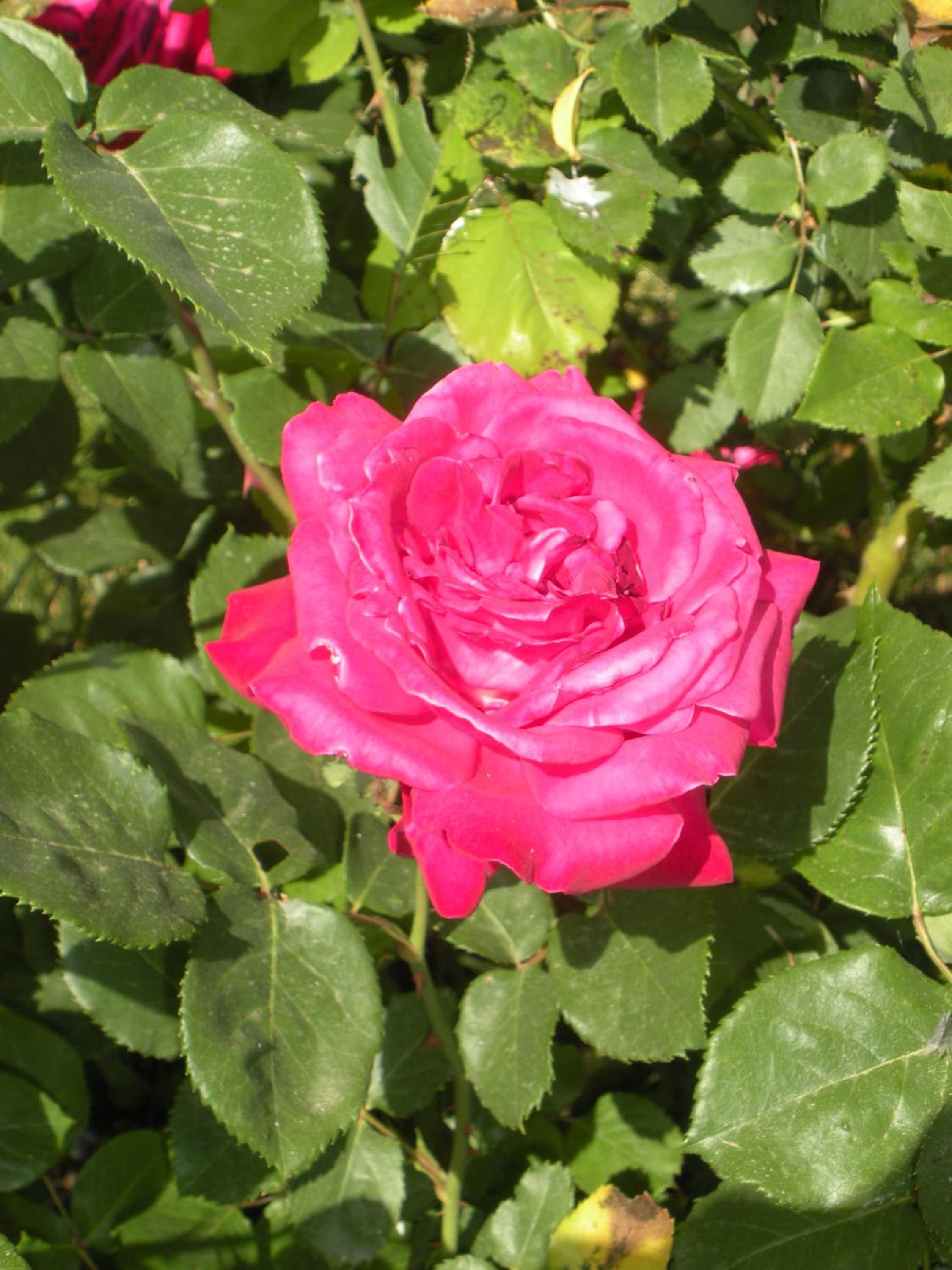 Agriturismo Le Rose