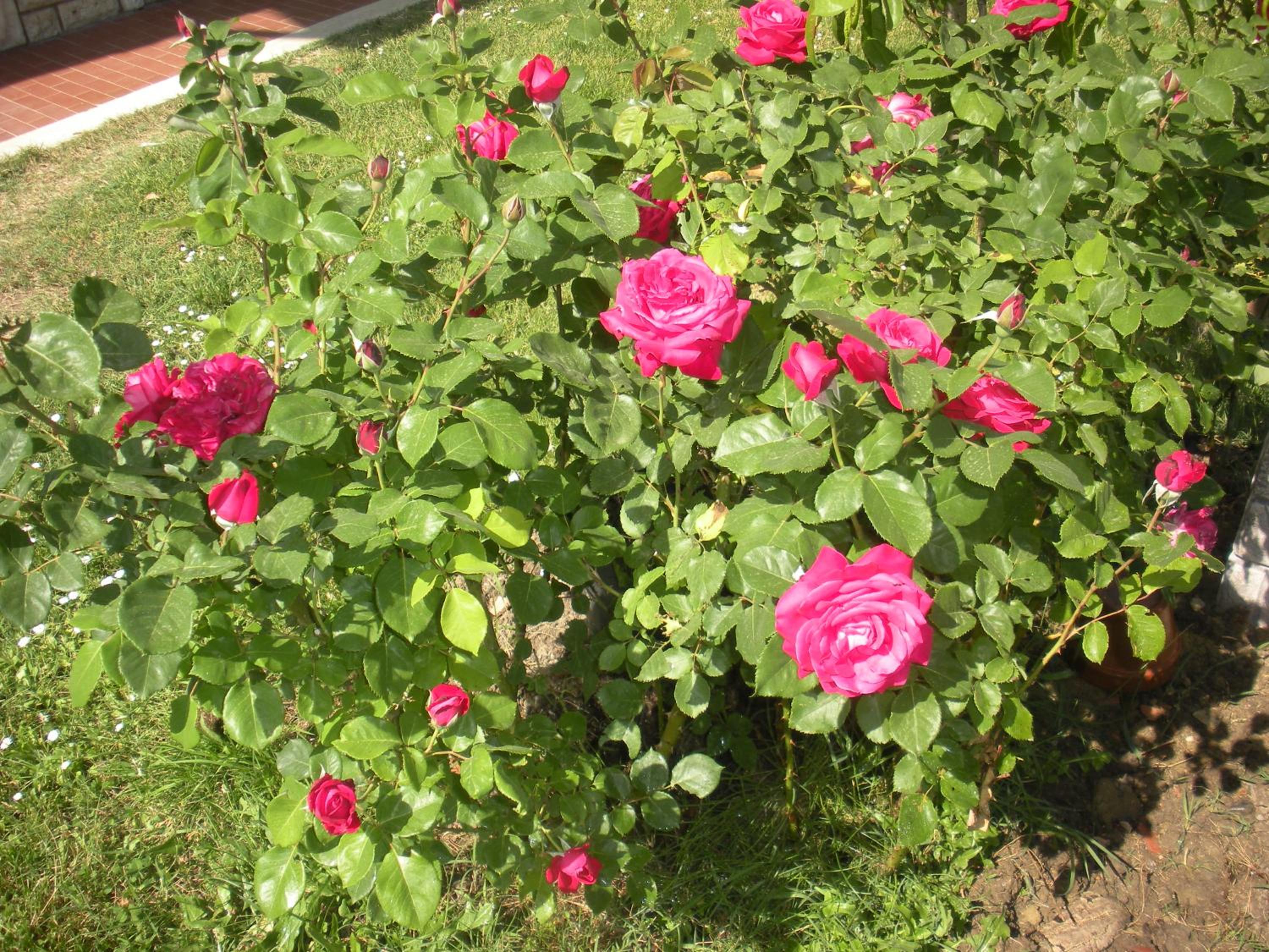 Agriturismo Le Rose