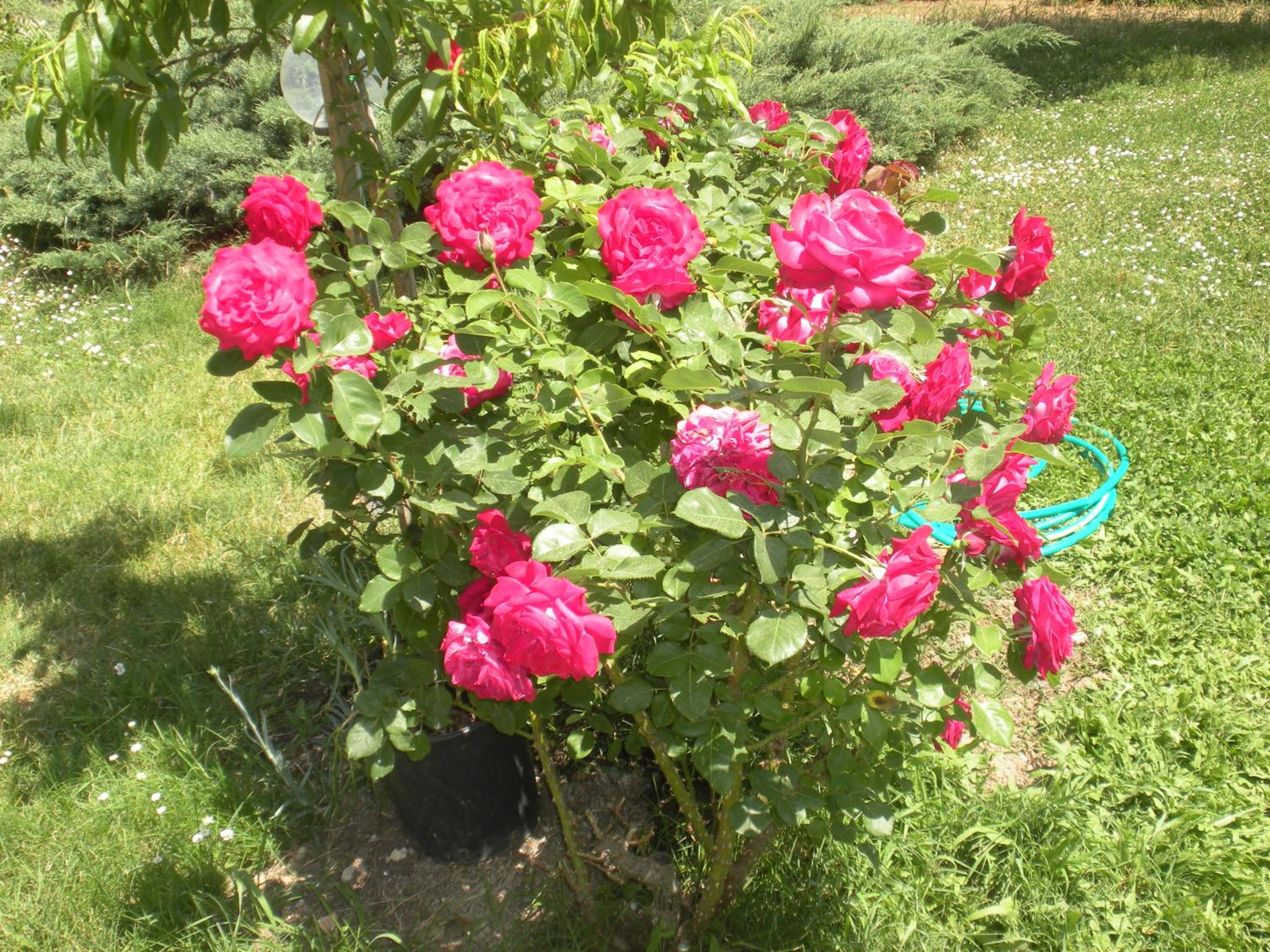 Agriturismo Le Rose