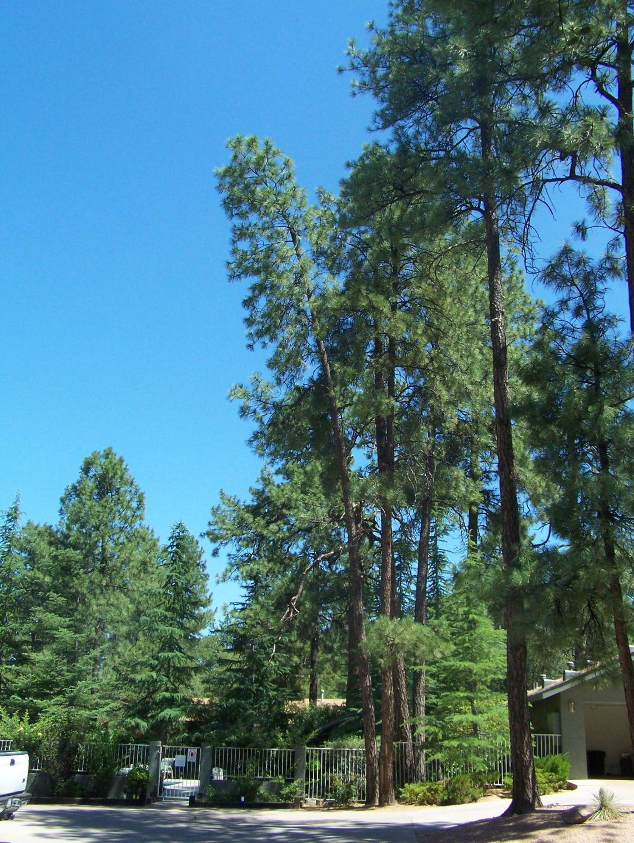 Payson Vacations - Majestic Mountain Inn - Property Image 11