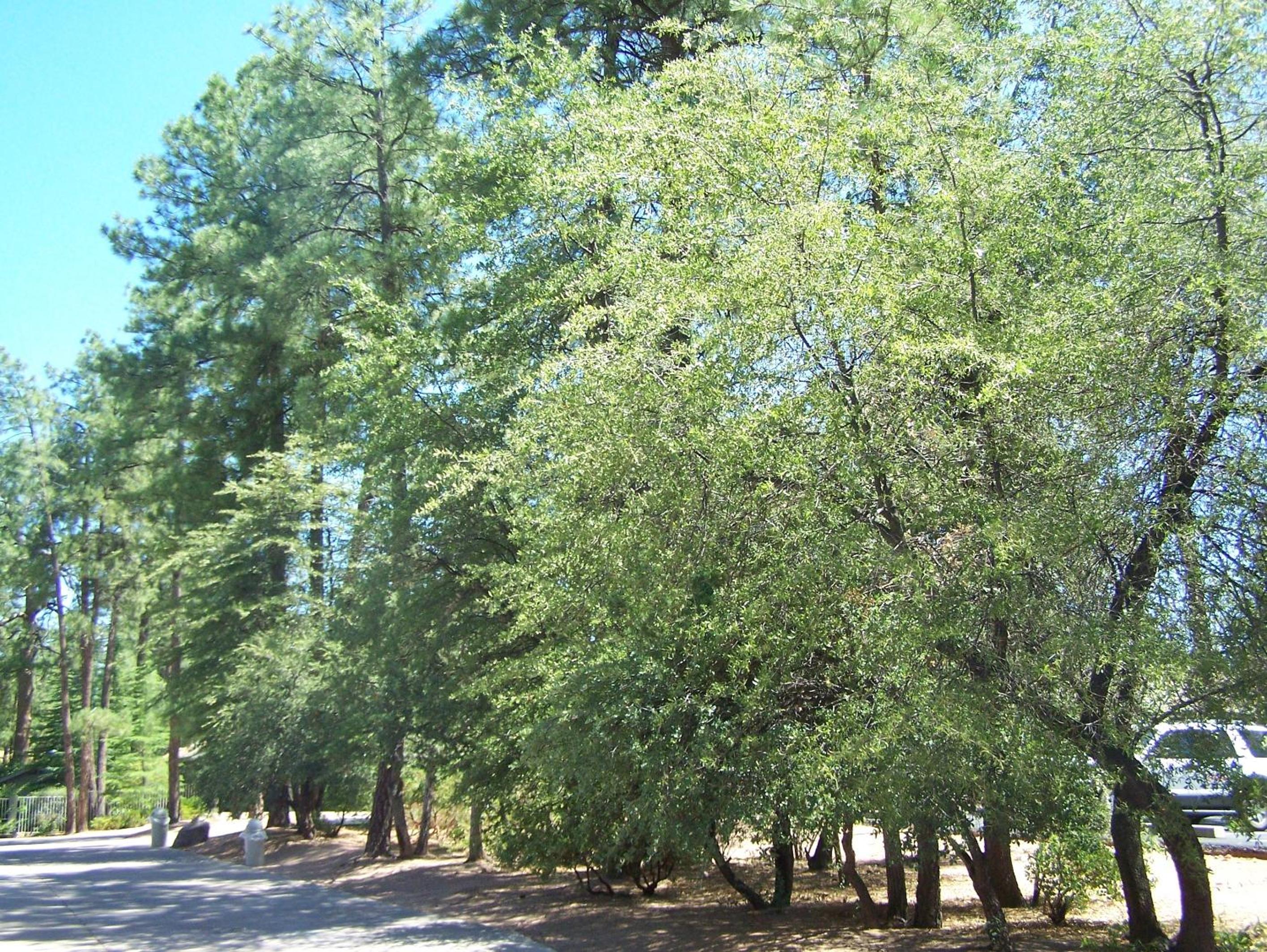 Payson Vacations - Majestic Mountain Inn - Property Image 10