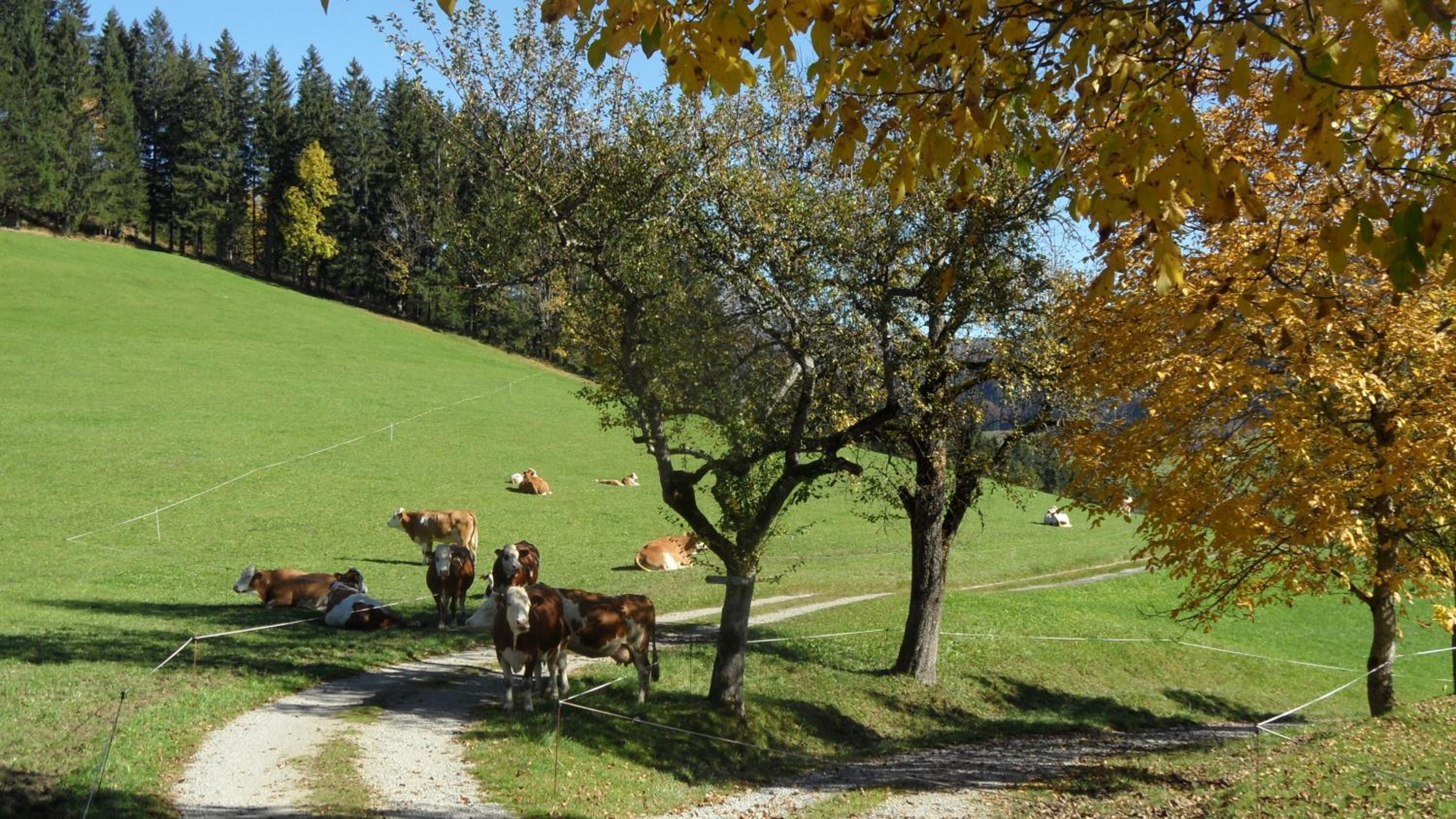 Biobauernhof Obereck