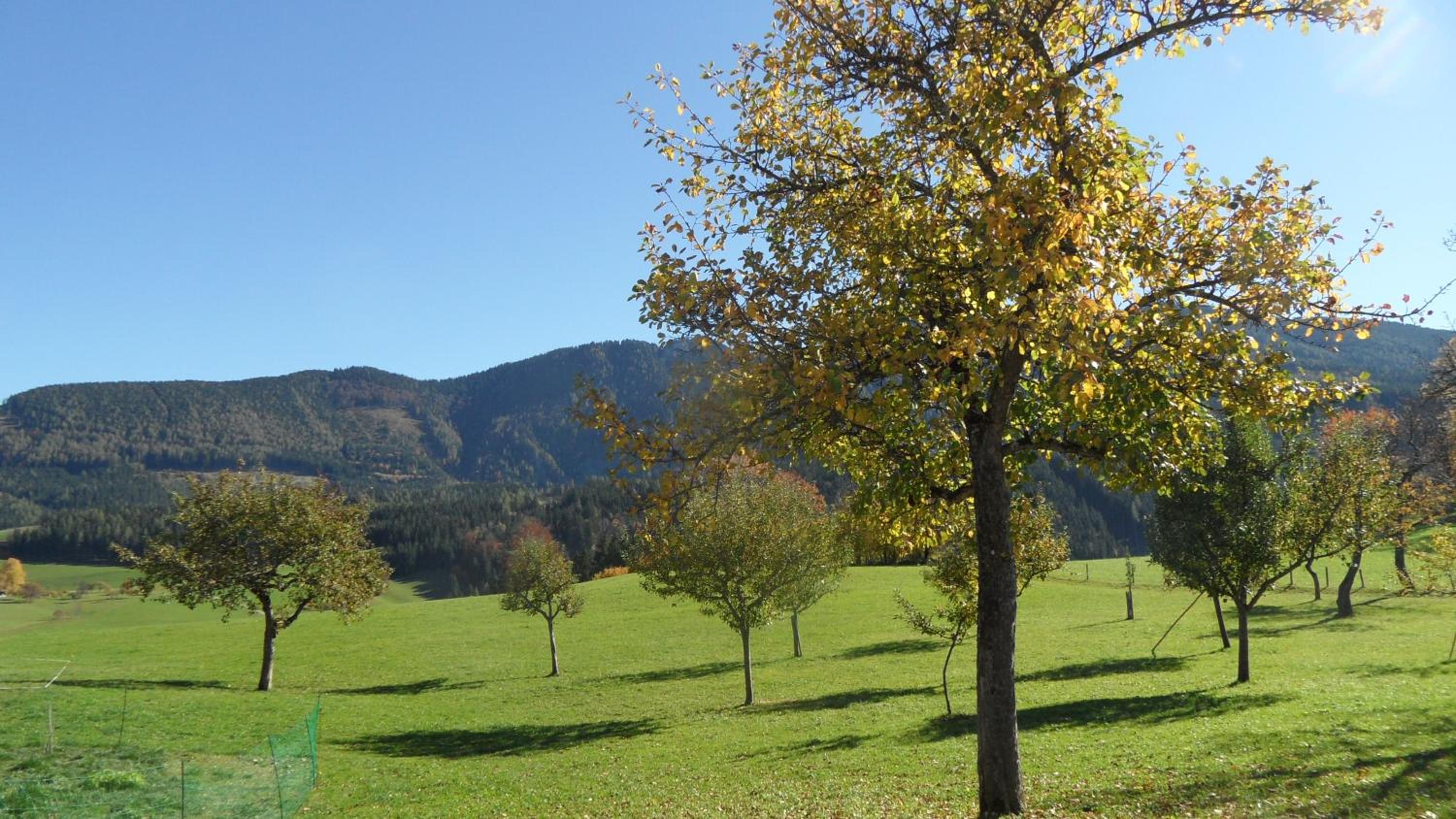 Biobauernhof Obereck