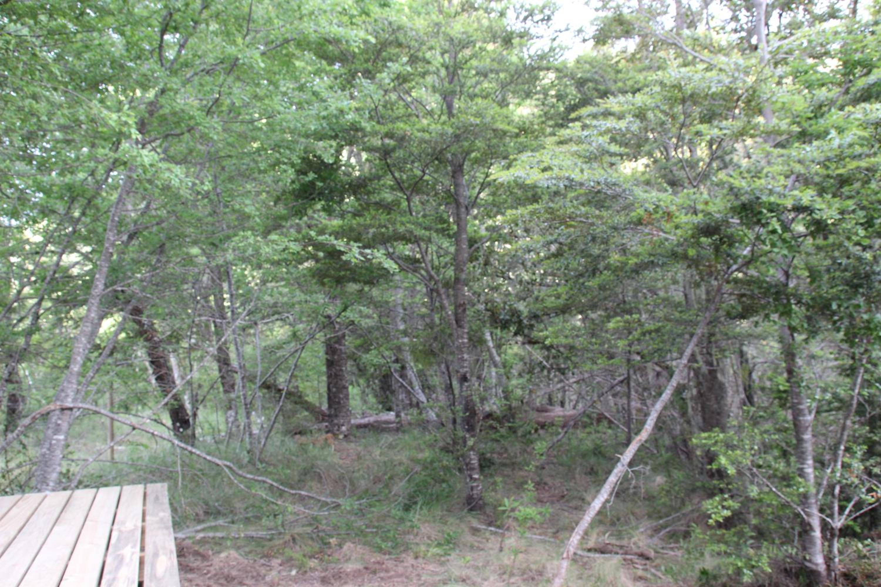 Lodge Palguin Alto