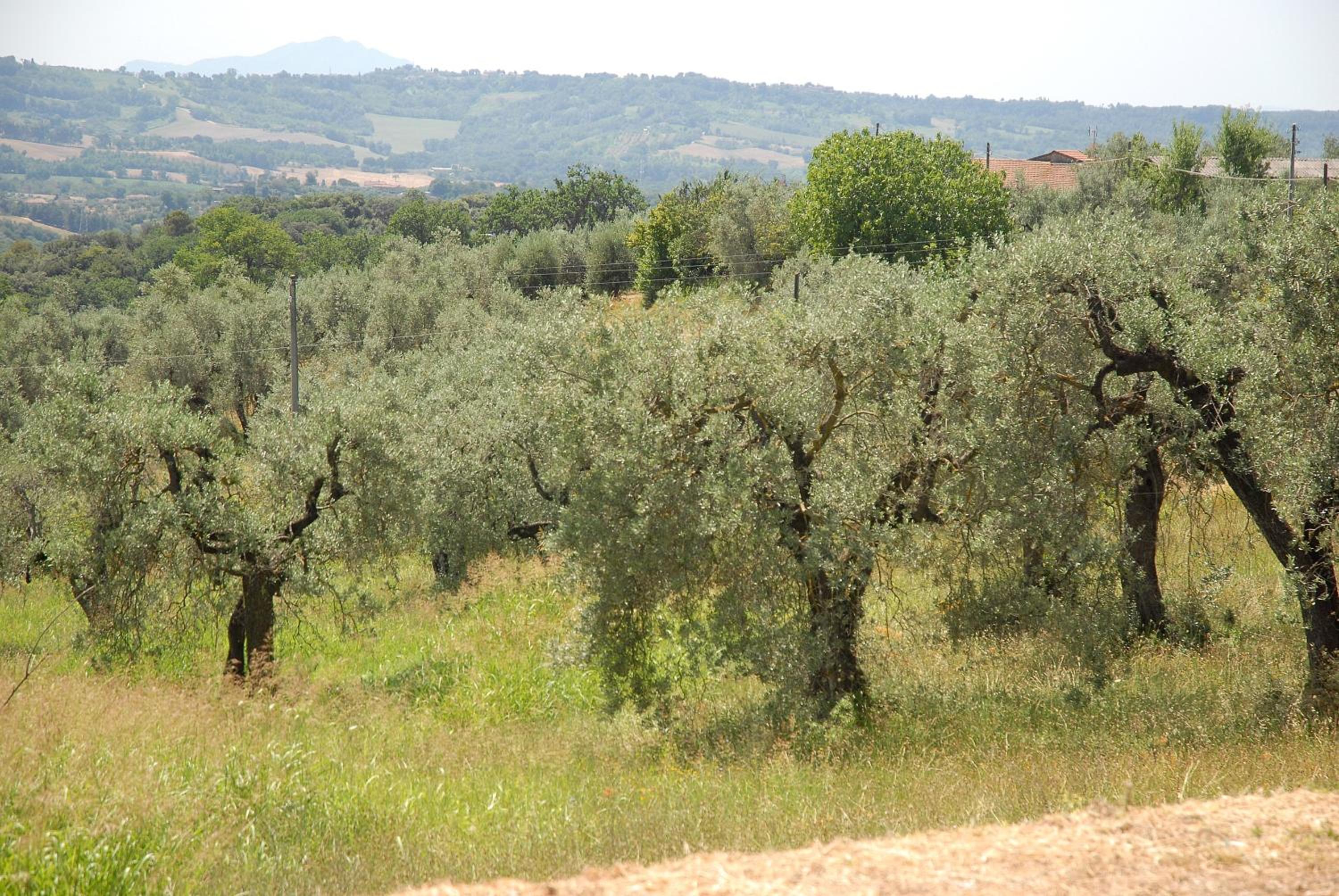 Podere San Giovanni