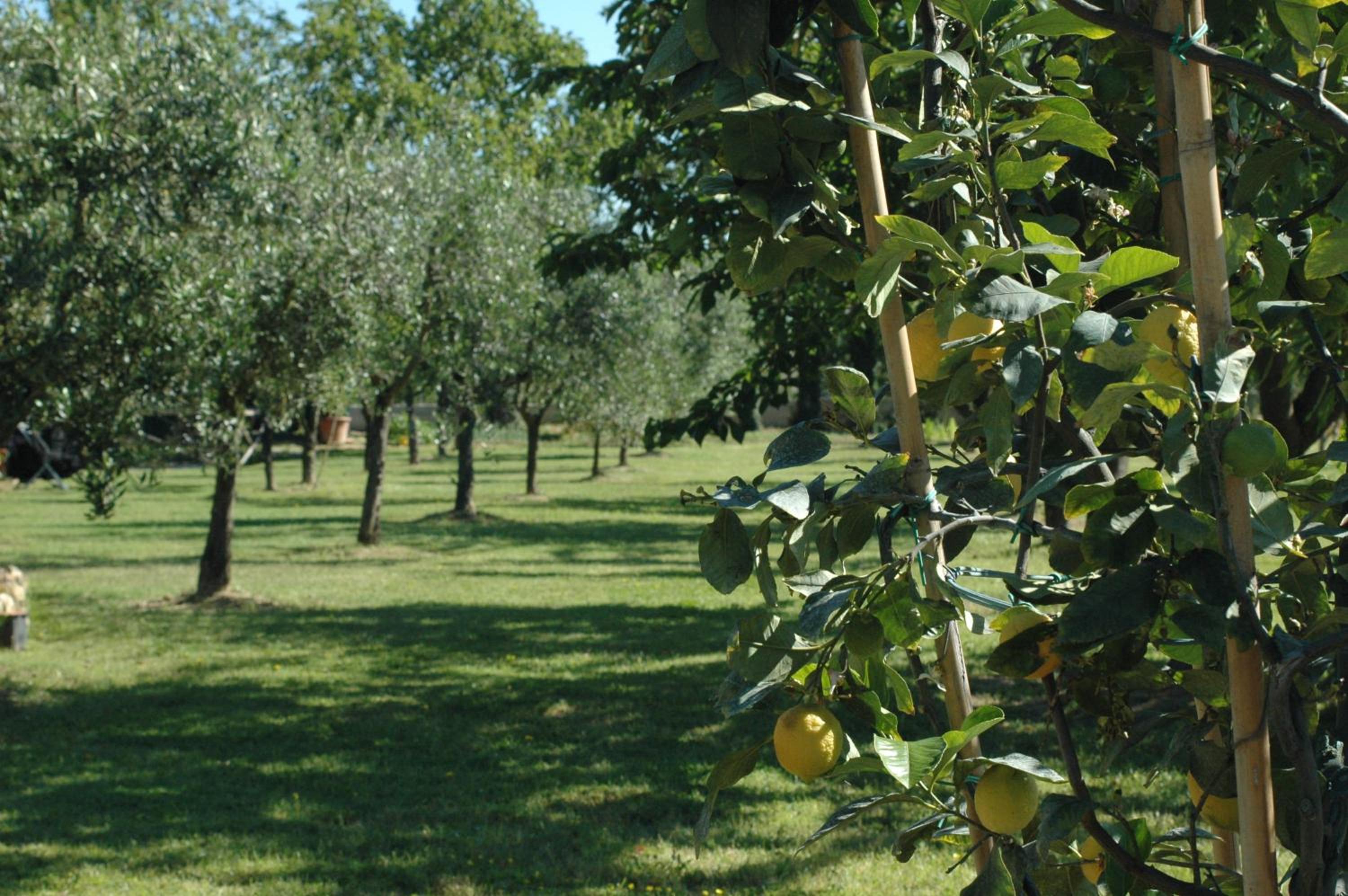 Cevoli Country Resort