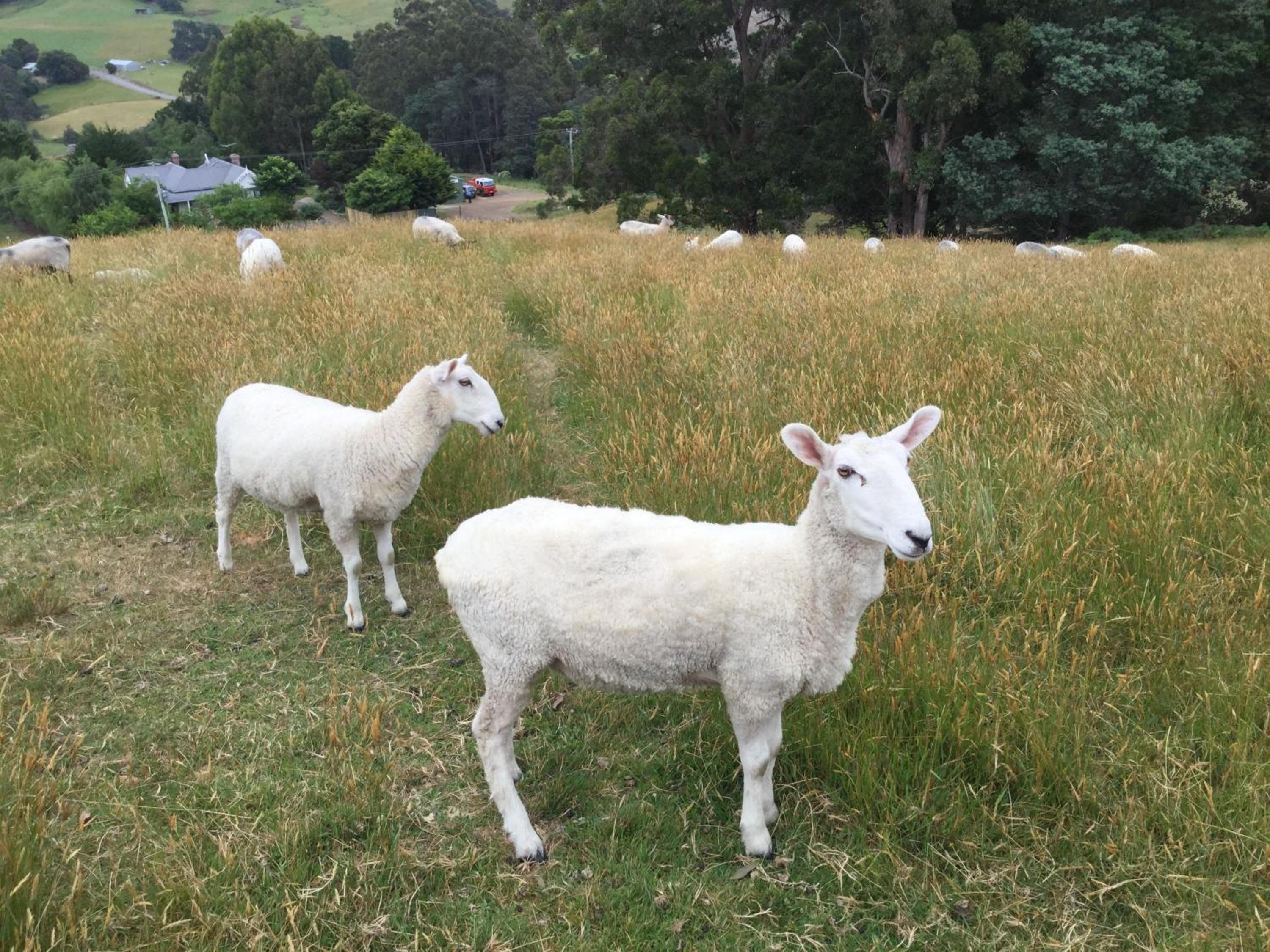 Shanleys Huon Valley