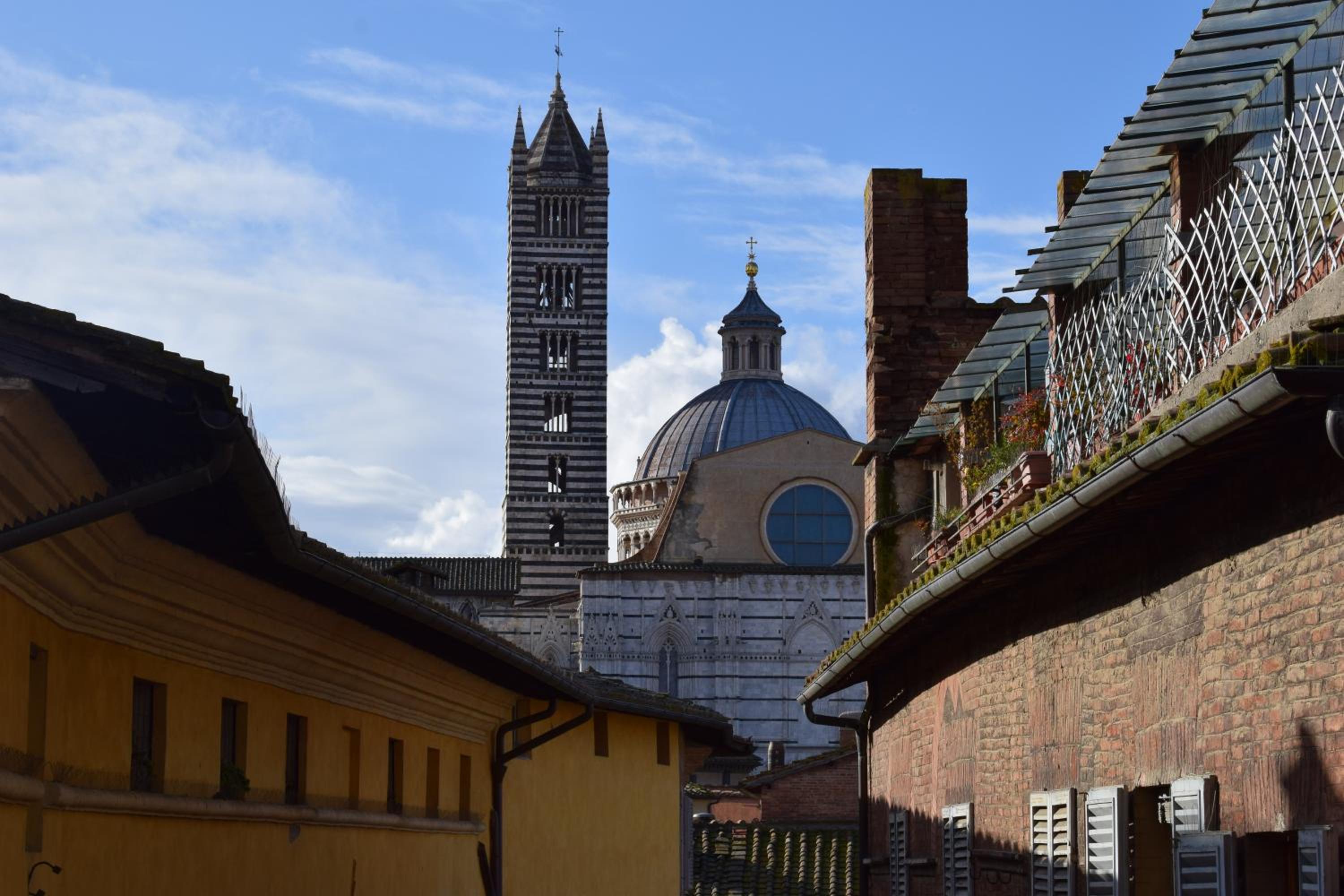 siena centro, civetta