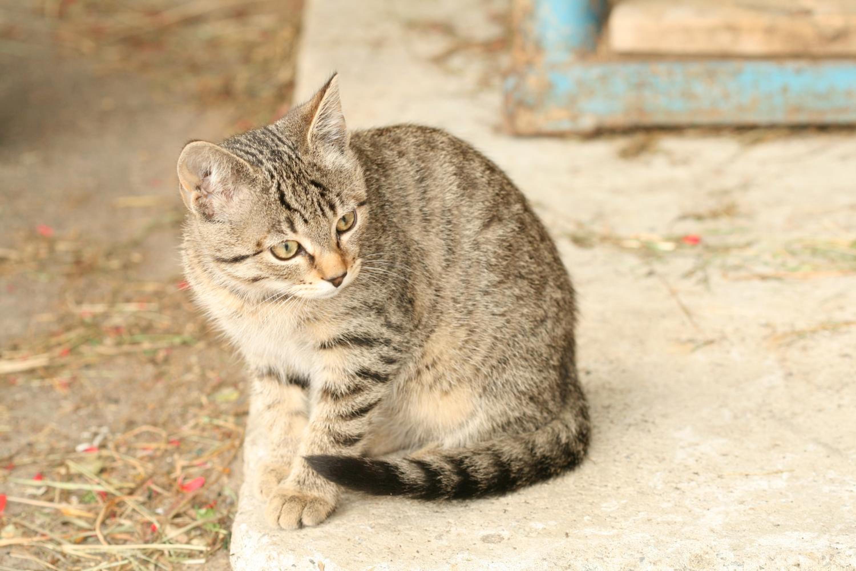 Photo 46