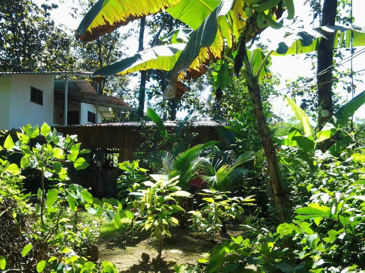 Osa de Rio