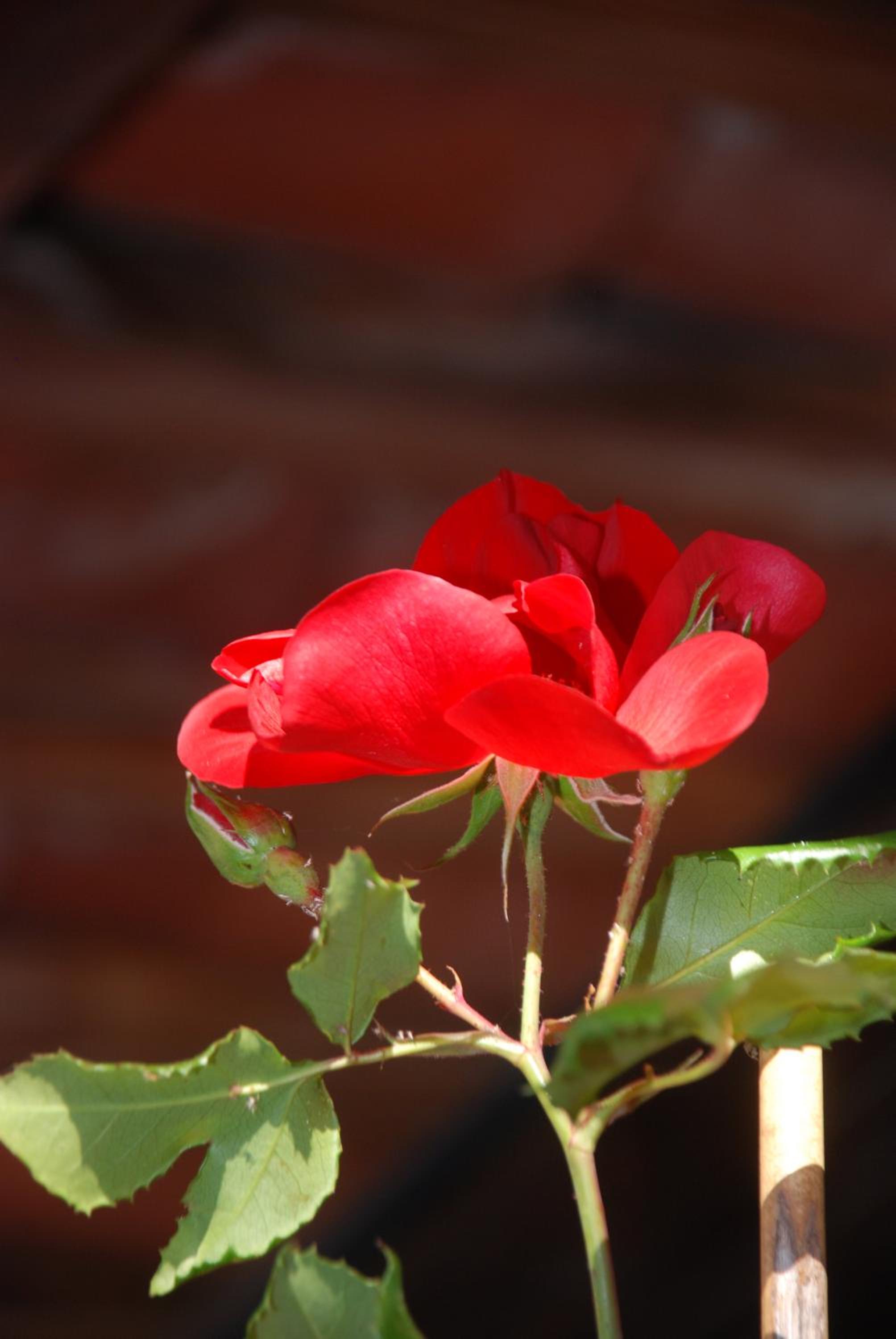 Photo 45